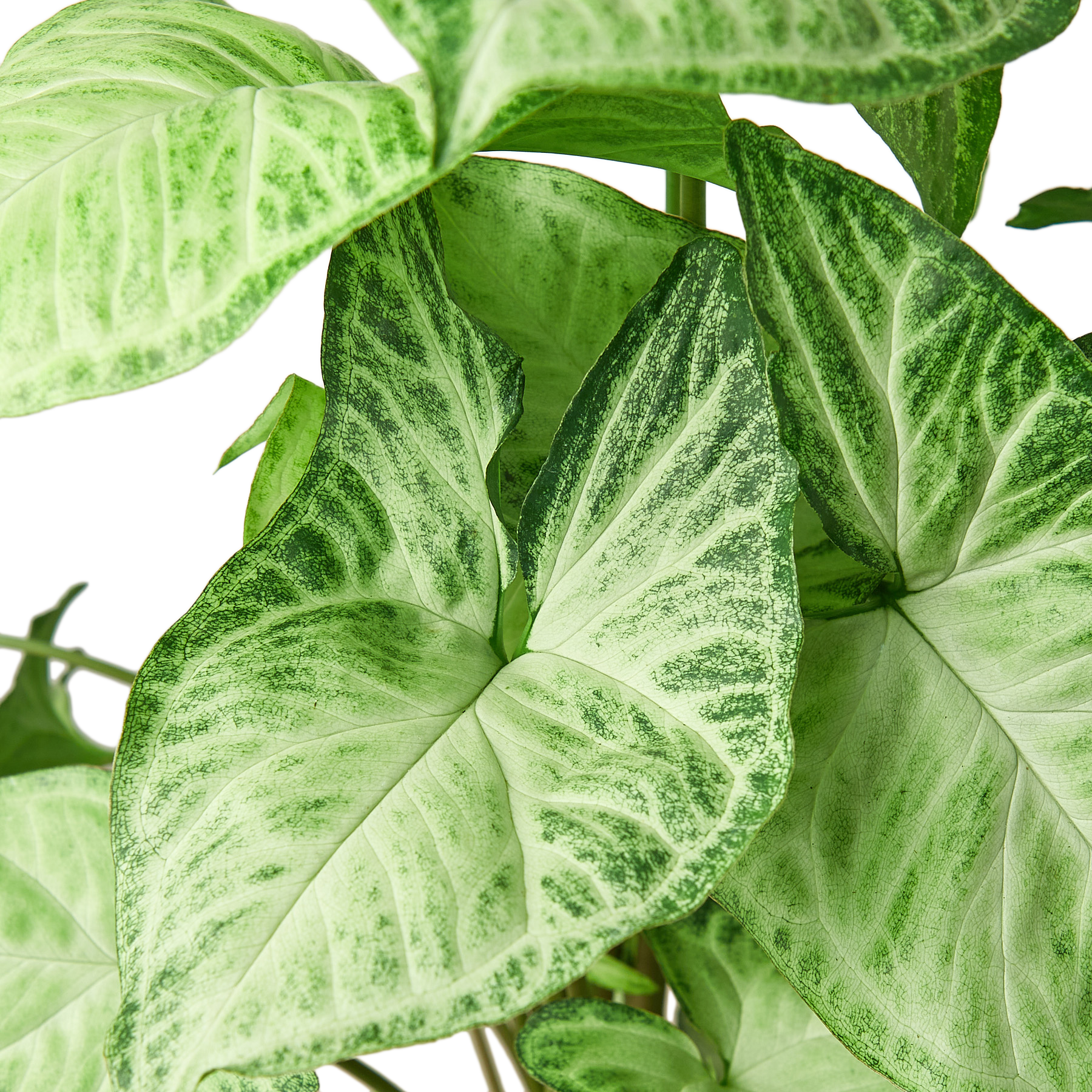 Syngonium White Butterfly 4" potted plant