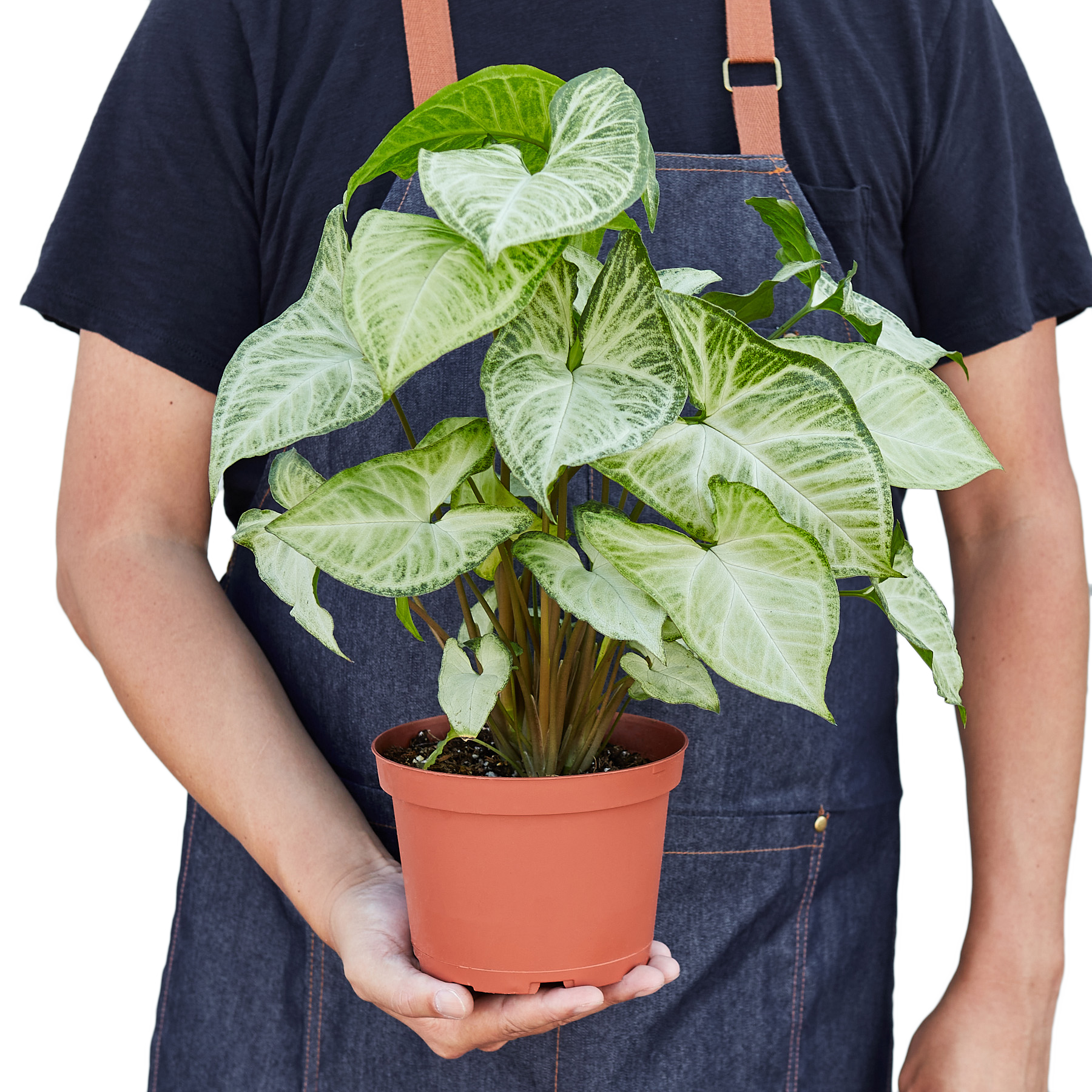 Syngonium White Butterfly 4" potted plant