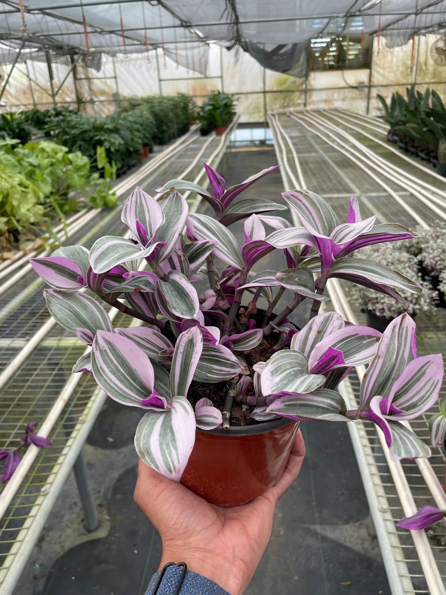 Tradescantia 'Nanouk' potted plant