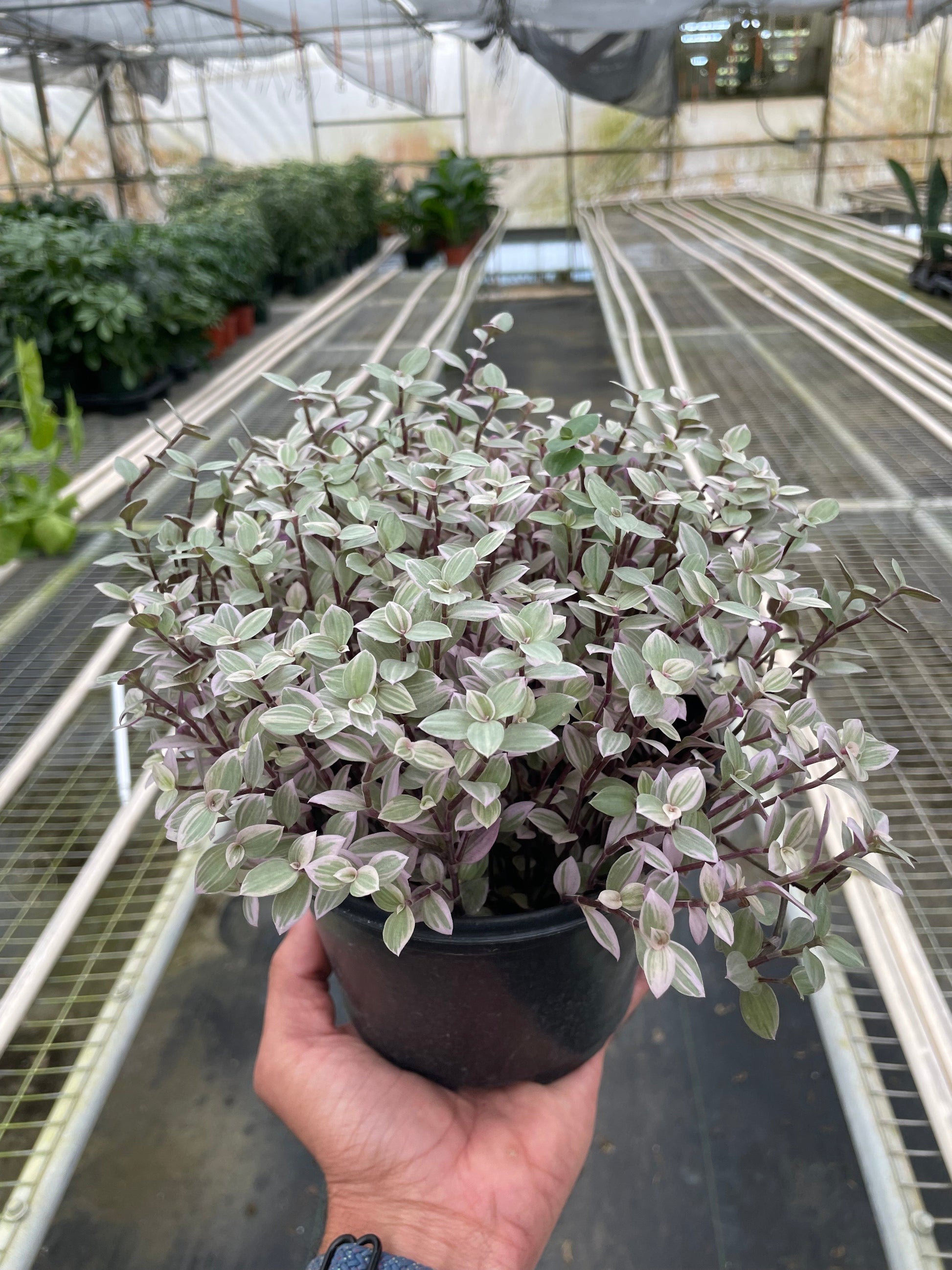 Tradescantia Callisia 'Pink Panther' potted plant