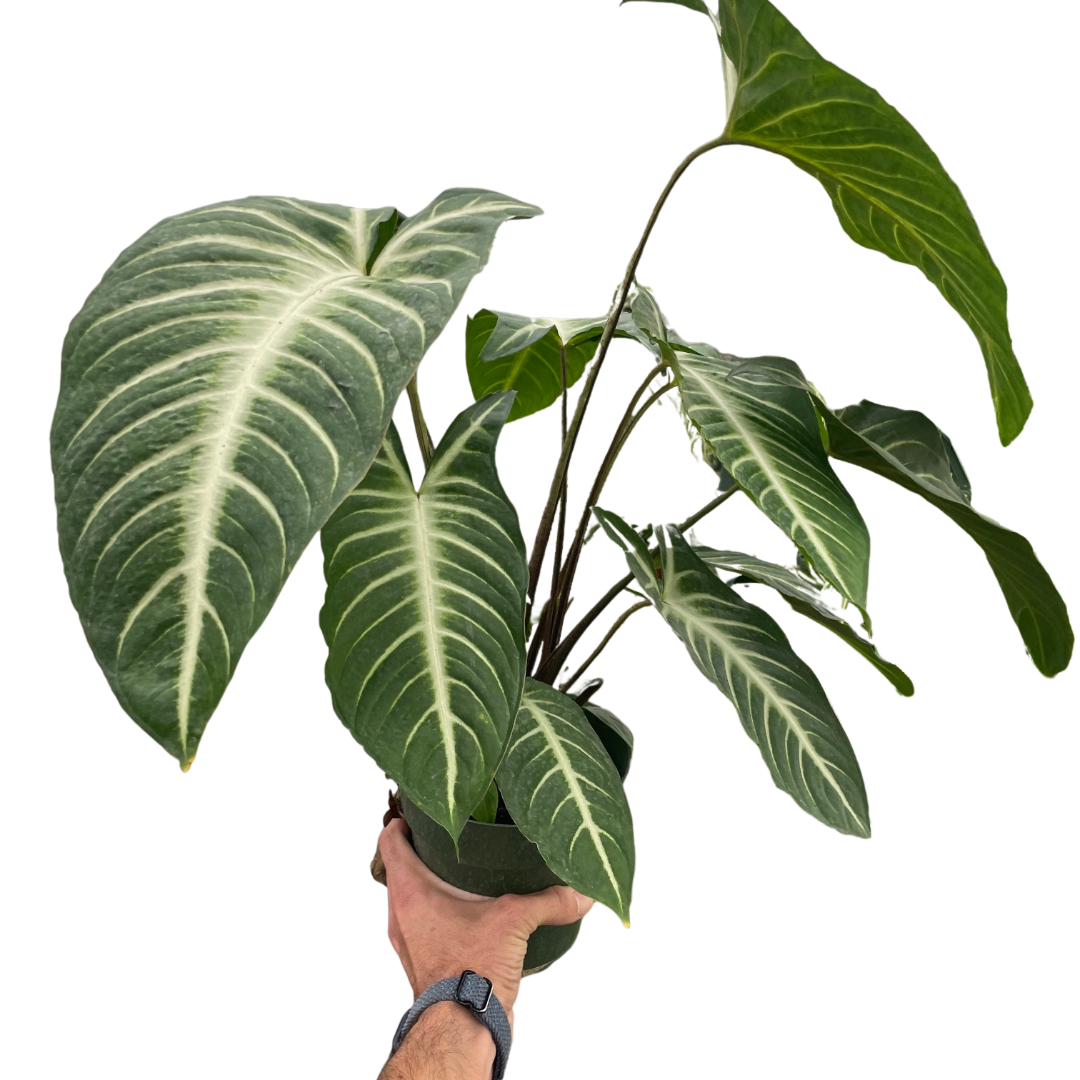 Xanthosoma 'Lendenii' potted plant