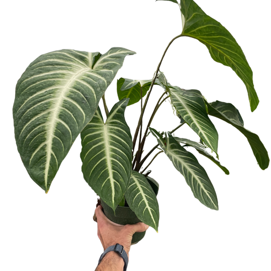 Xanthosoma 'Lendenii' potted plant