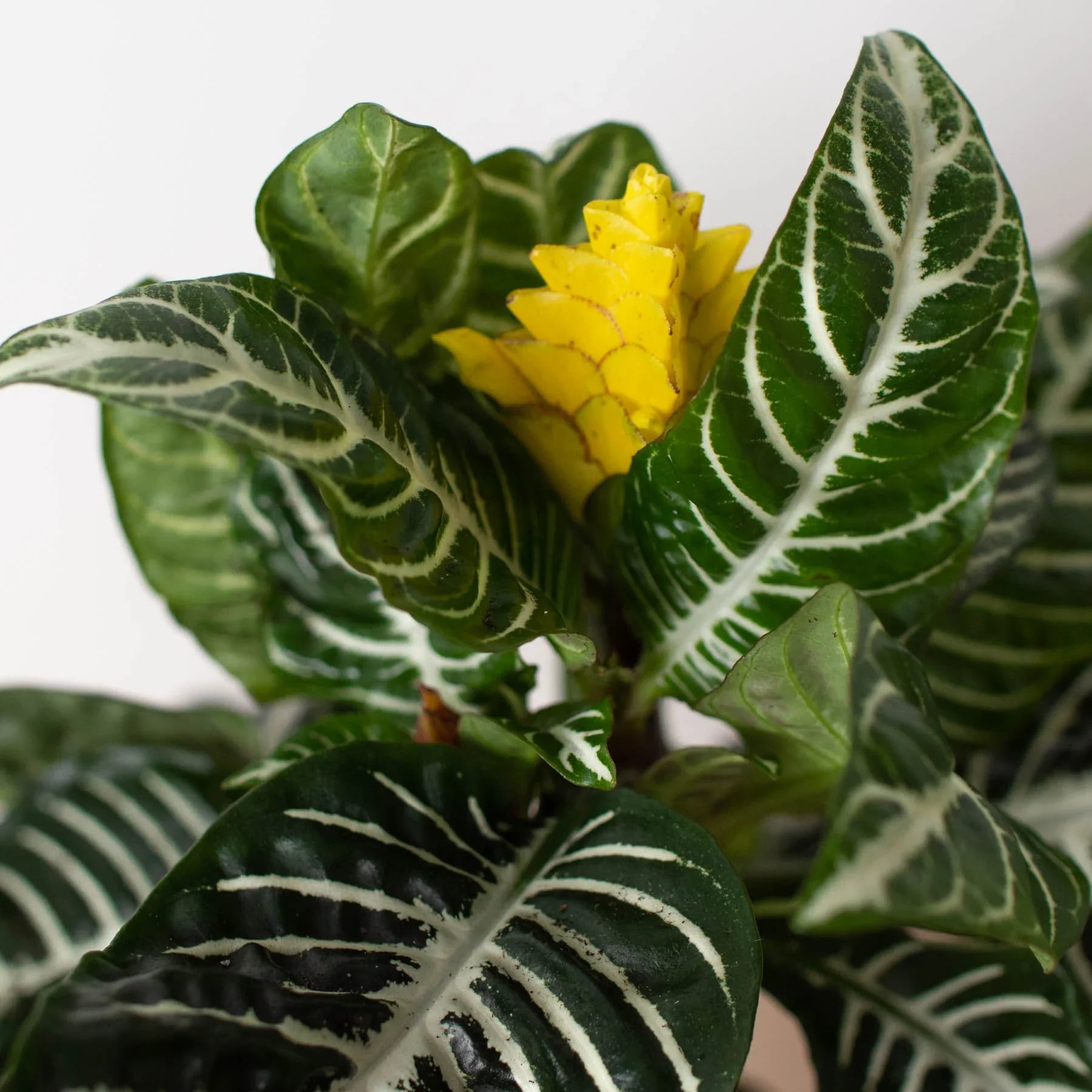 Zebra 'Aphelandra' potted plant