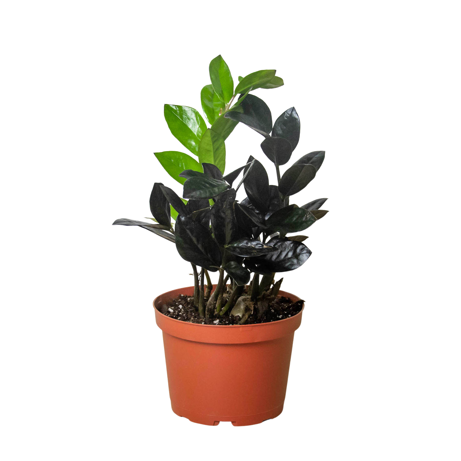 ZZ Zamioculcas 'Black Queen' potted plant