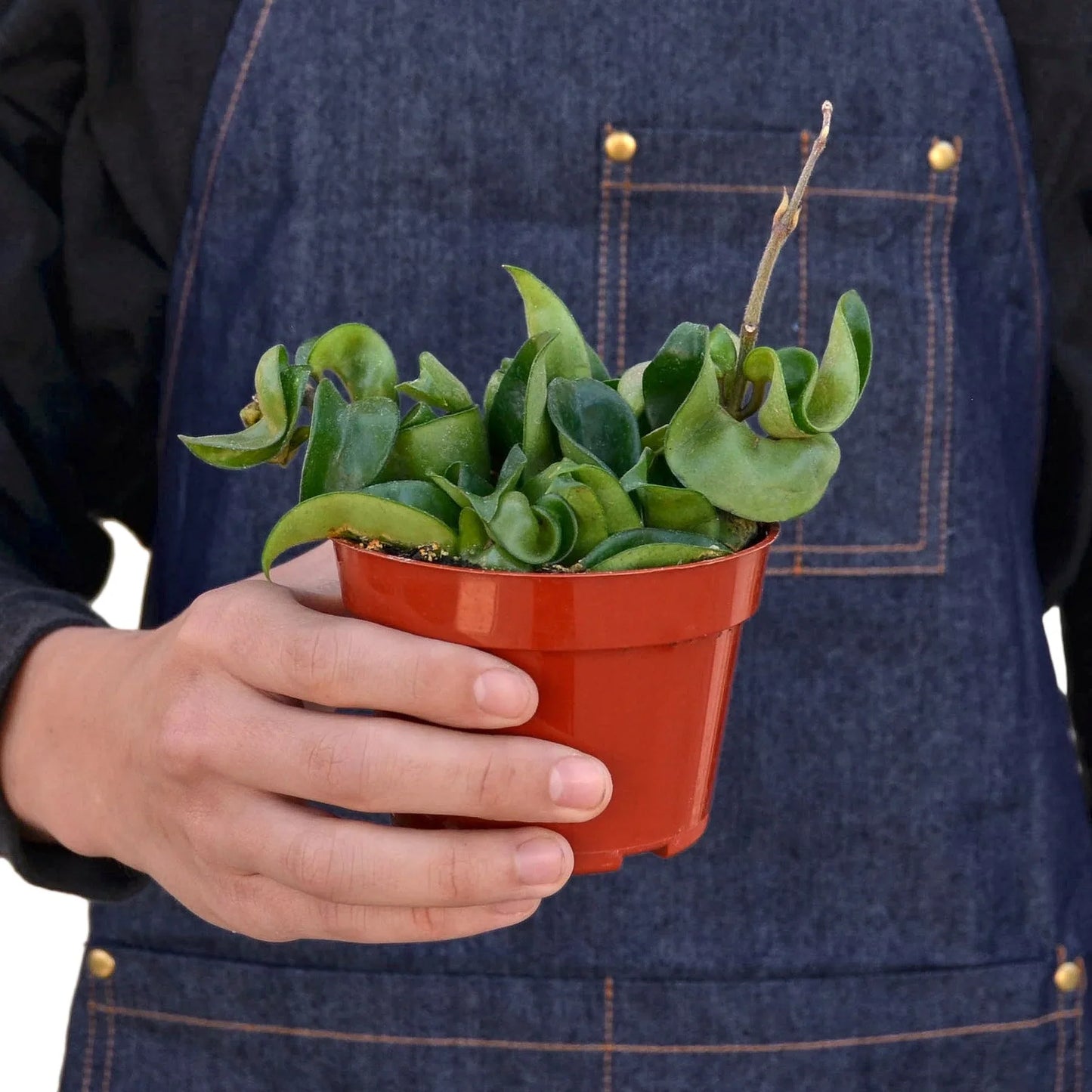 Hoya Rope Plant 4" potted plant