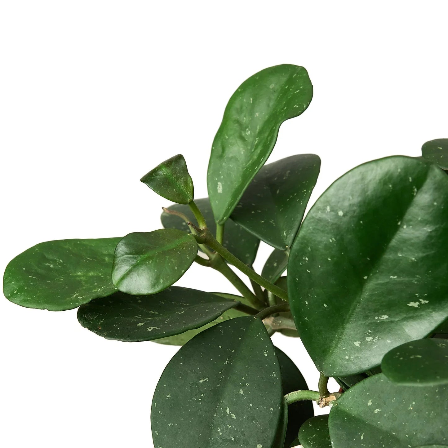 Hoya Obovata 4" potted plant