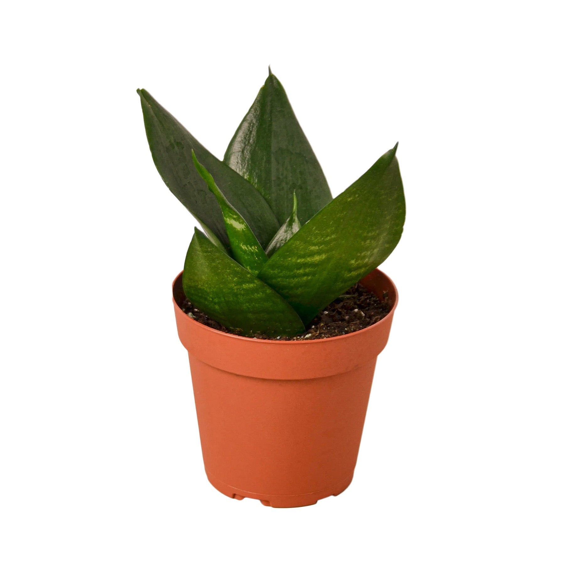 Snake Plant Jade potted plant