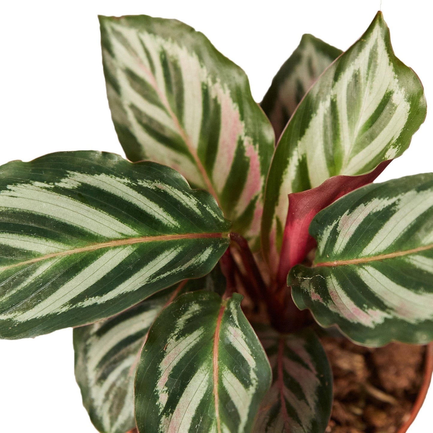 Calathea 'Peacock' 6" potted plant