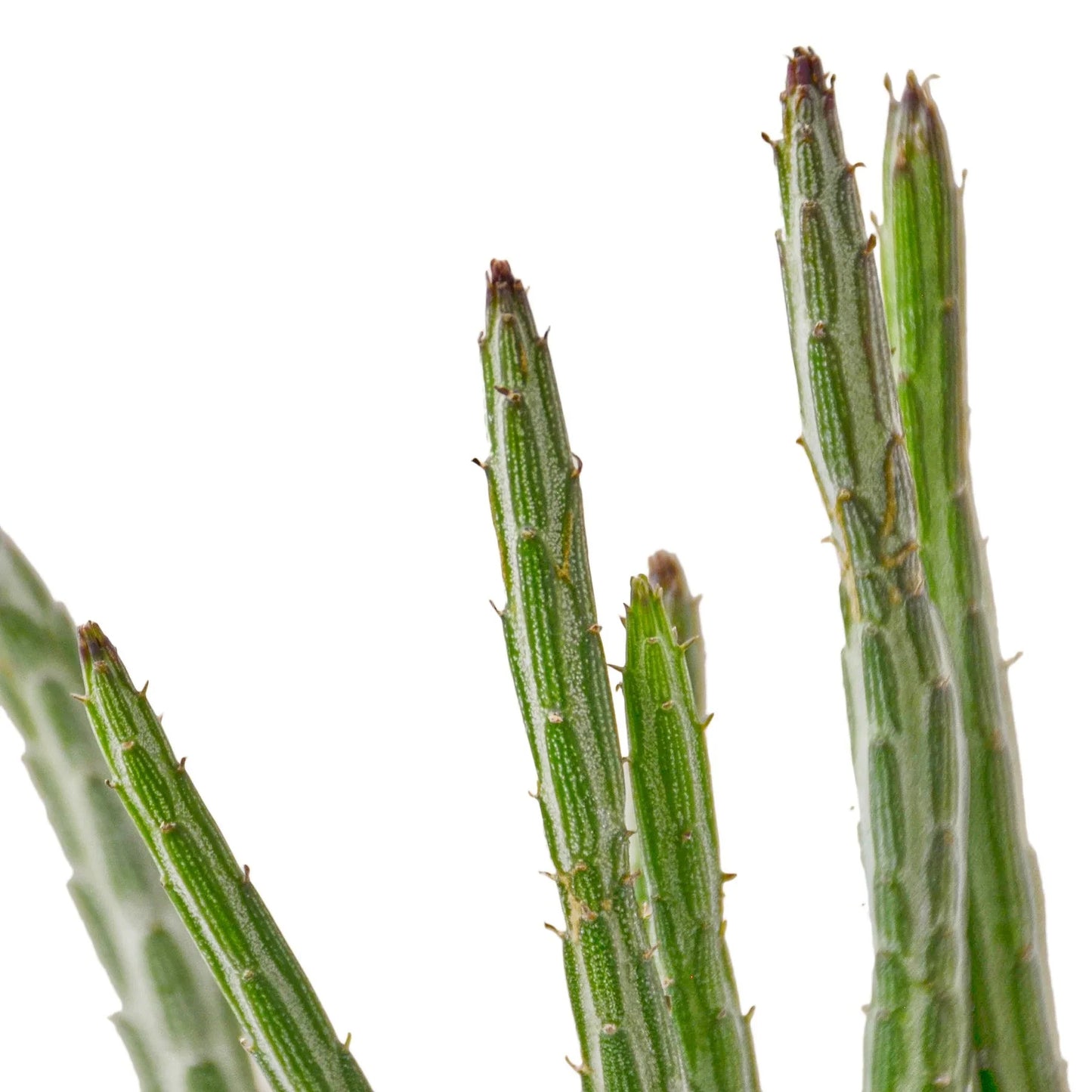 Senecio Stapeliiformis Pickle Plant 4" potted plant