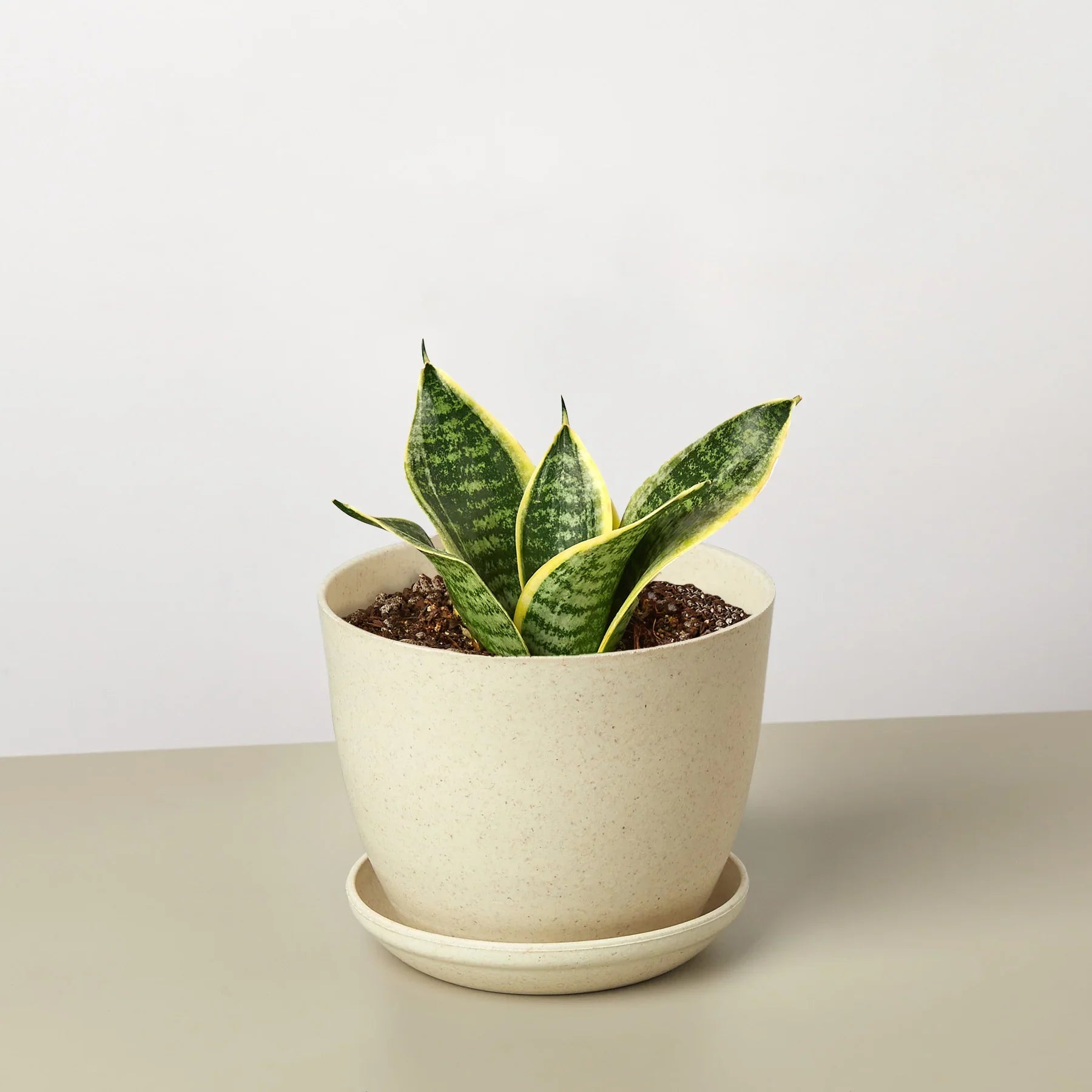 Snake Plant Laurentii Dwarf potted plant