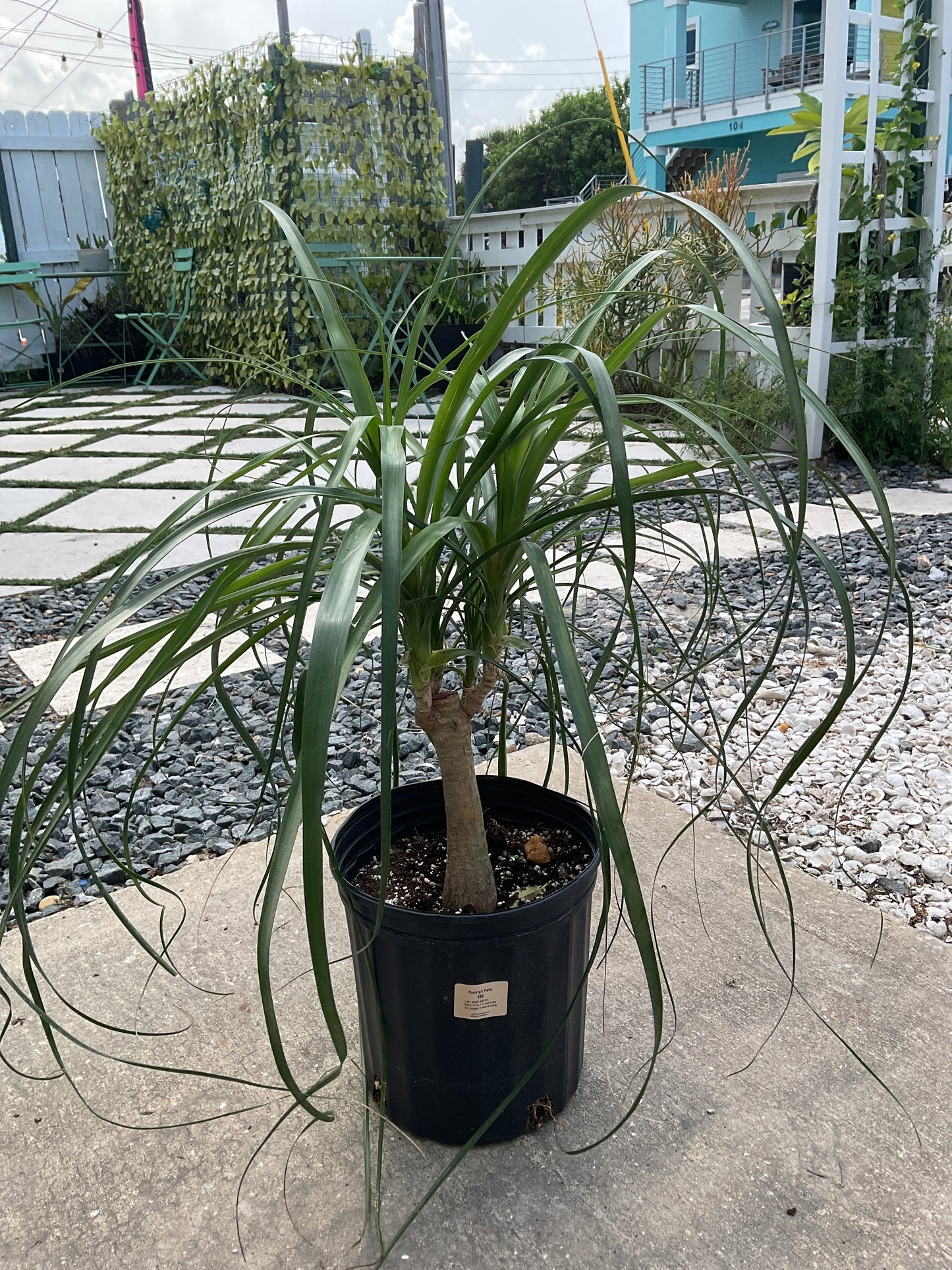 Ponytail Palm - Boutique