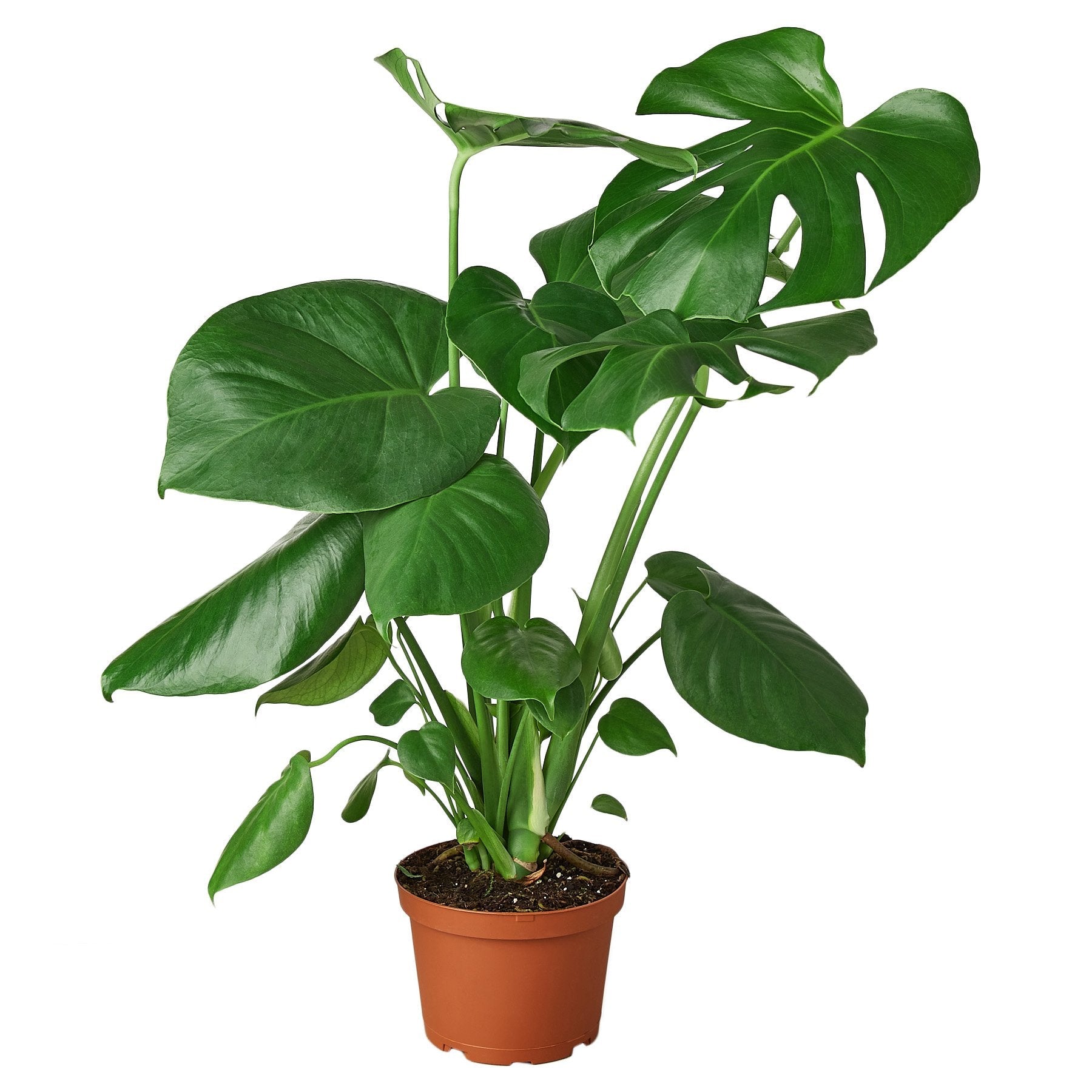 Philodendron Monstera Split-Leaf 6" potted plant