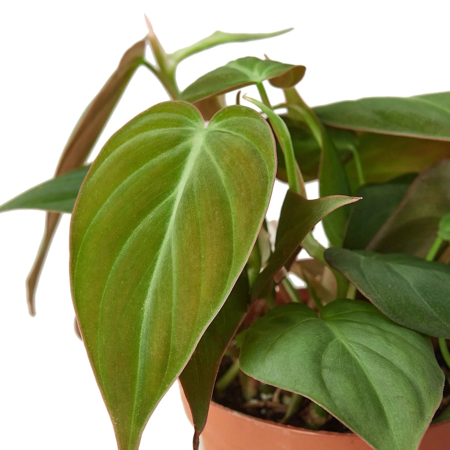 Philodendron 'Velvet' 4" potted plant