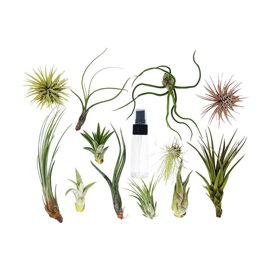 Tillandsia Air Plant Variety w/ Spray potted plant