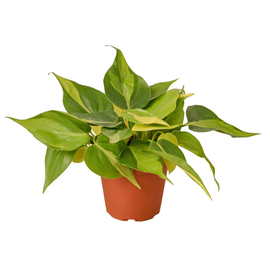 Philodendron 'Brasil' 4" potted plant