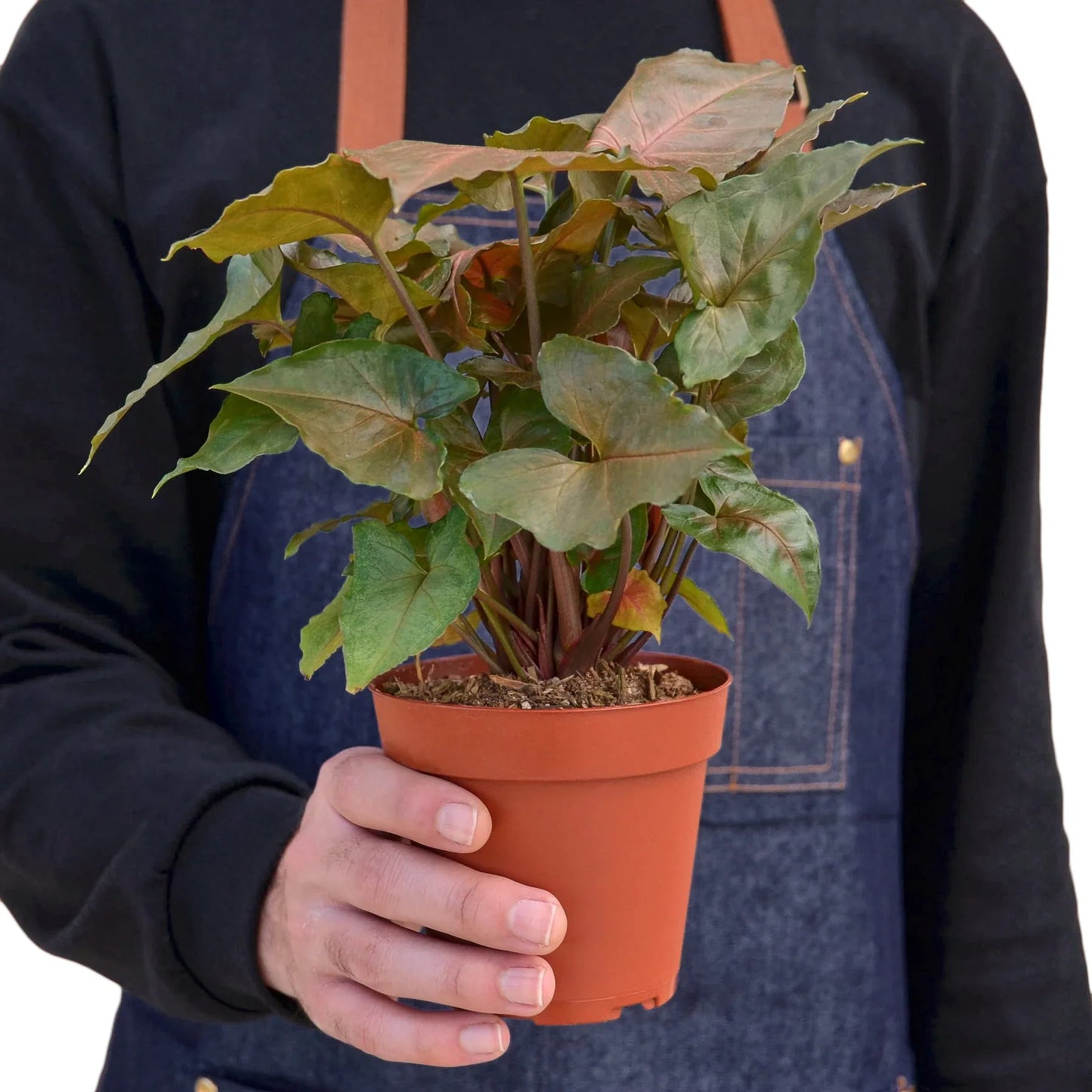 Syngonium Merry 4" potted plant