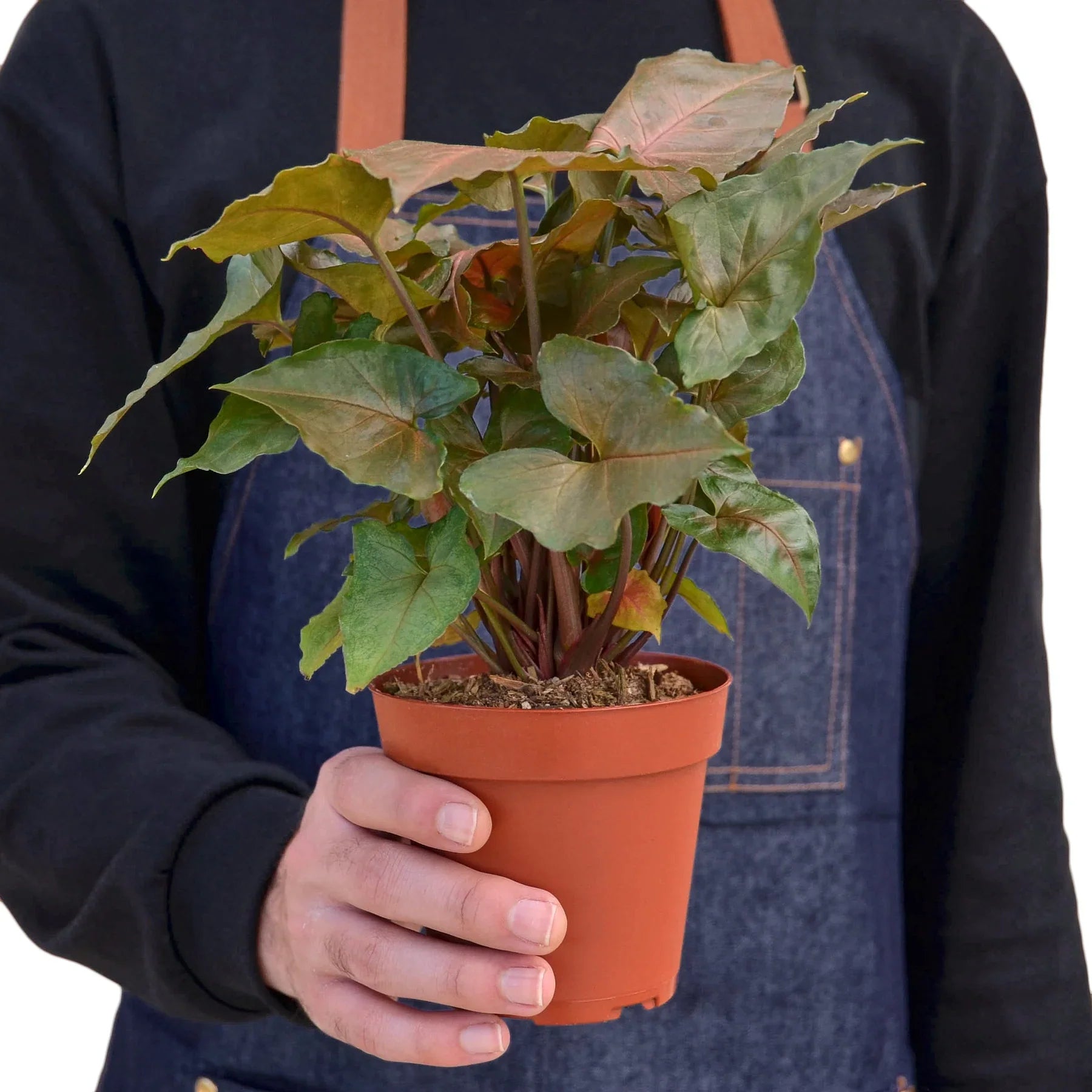 Syngonium Merry 4" potted plant
