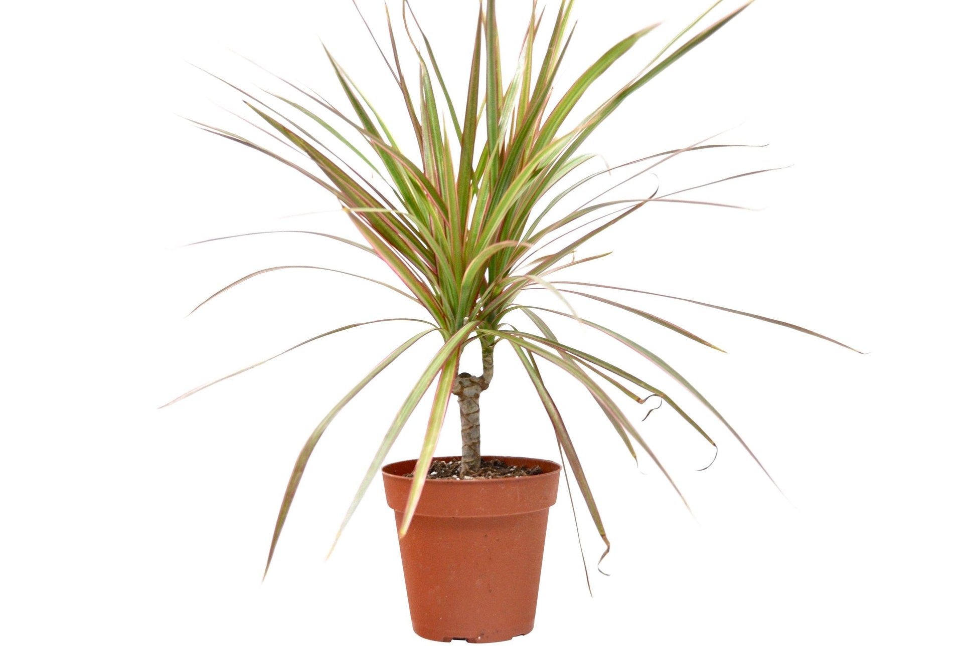 Dracaena 'Red Margined' 4" potted plant