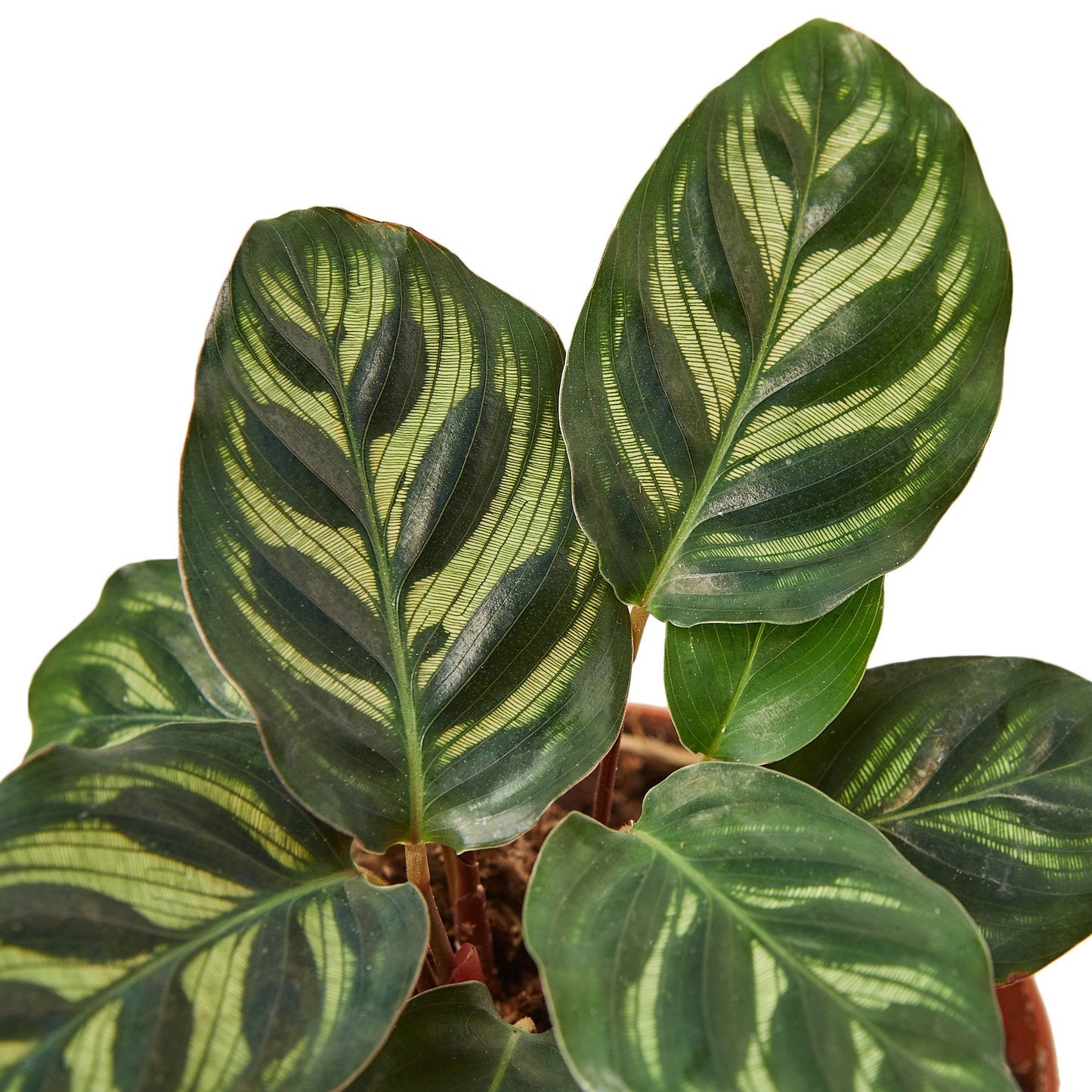 Calathea 'Makoyana' 4" potted plant