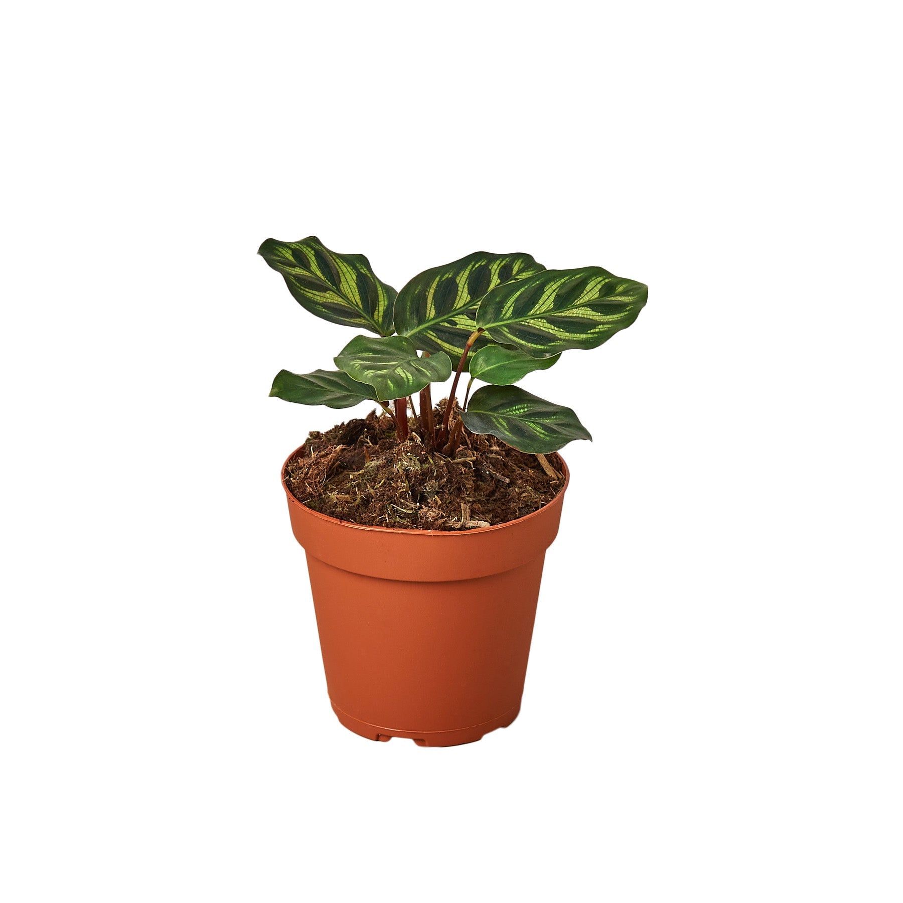 Calathea 'Makoyana' 4" potted plant