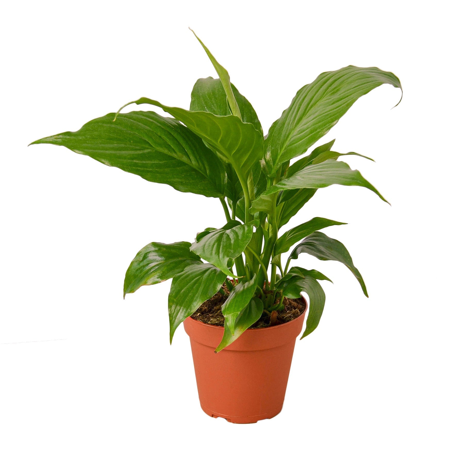 Spathiphyllum 'Peace Lily' 4" potted plant