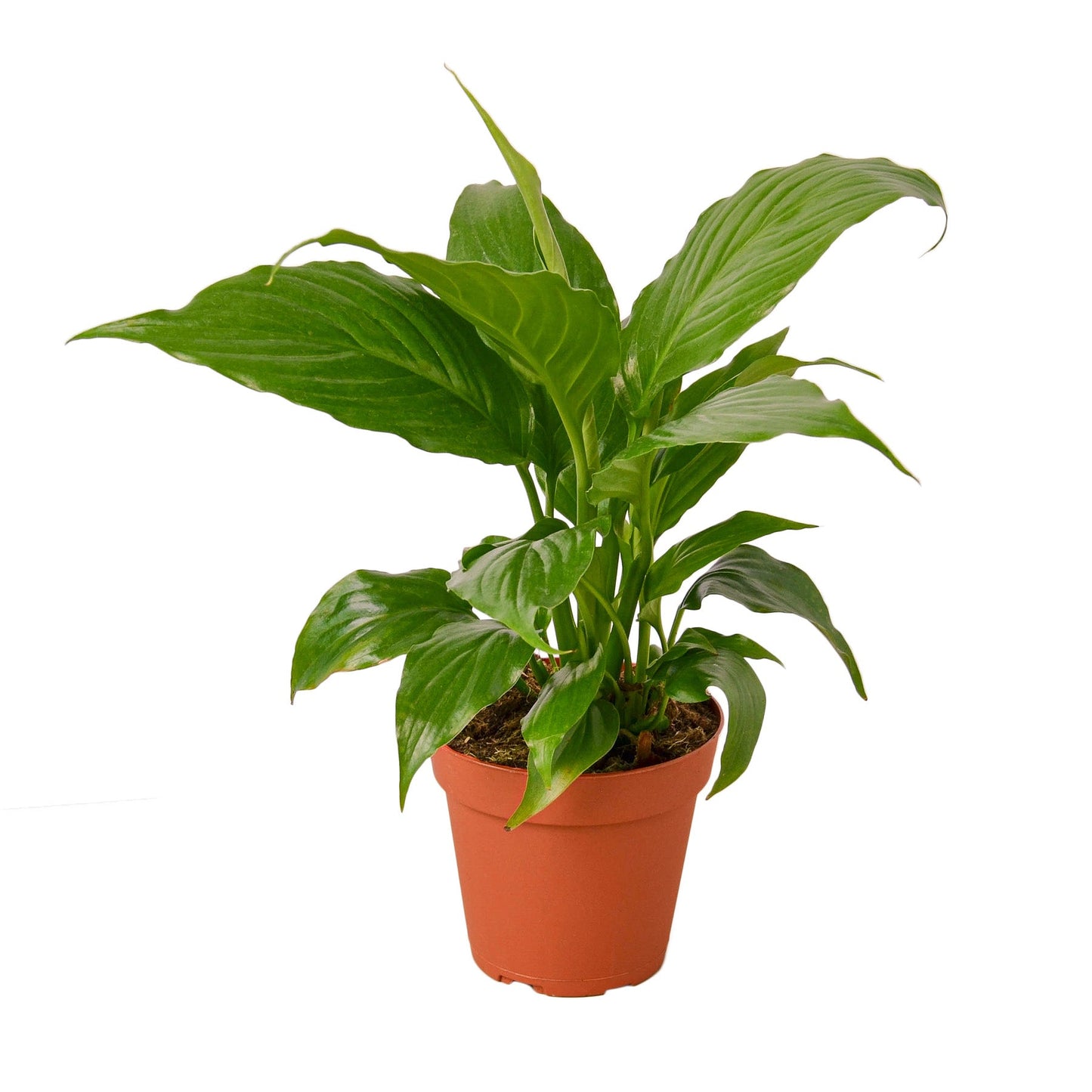 Spathiphyllum 'Peace Lily' potted plant