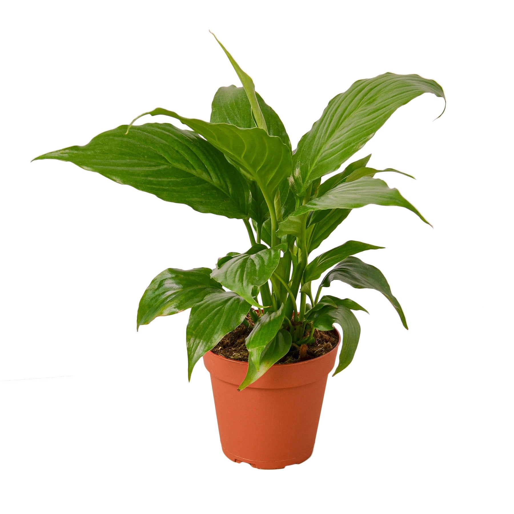 Spathiphyllum 'Peace Lily' potted plant