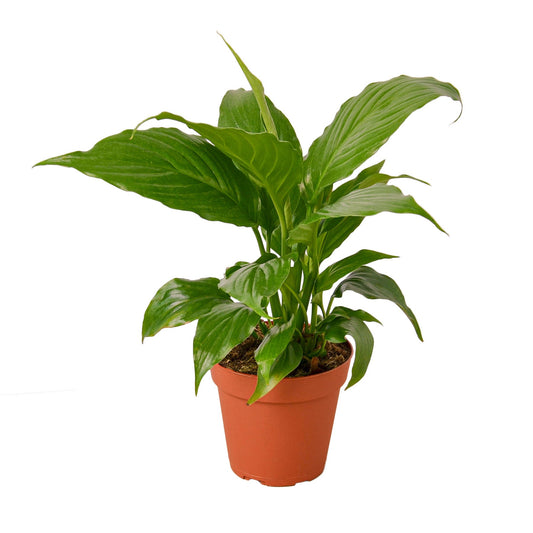 Spathiphyllum 'Peace Lily' potted plant