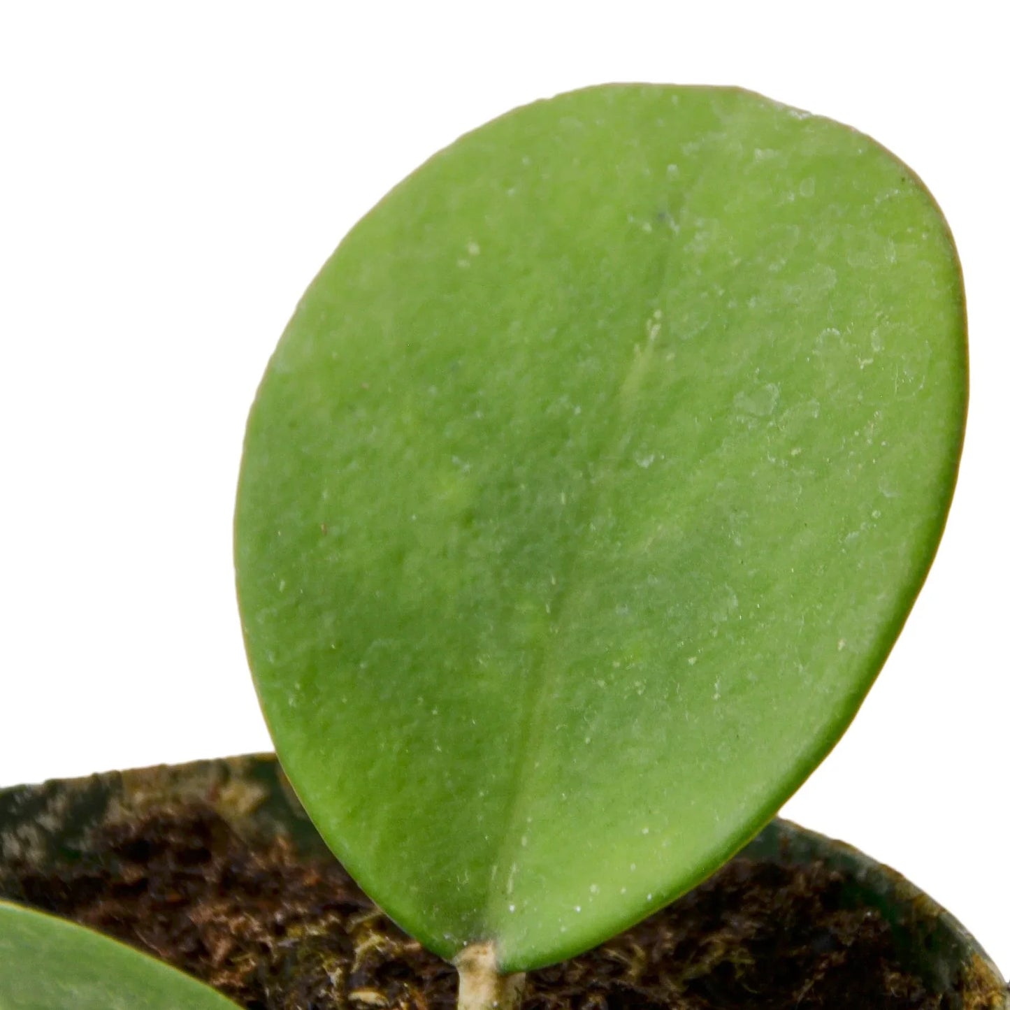 Hoya Obovata 4" potted plant