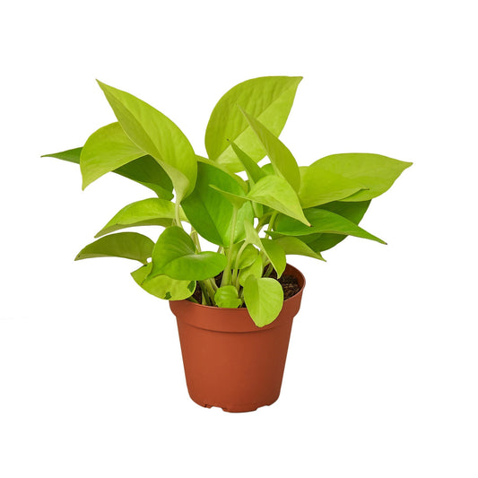 Pothos 'Neon' 4" potted plant