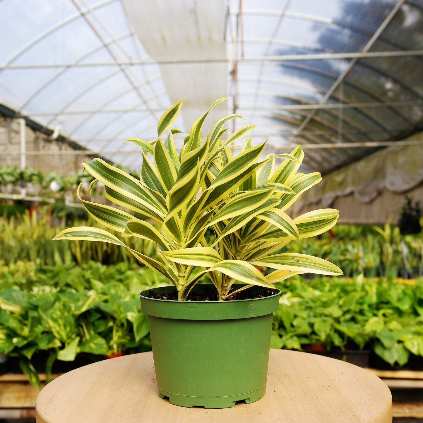 1 Mystery Plant Monthly Subscription Box 4" potted plant