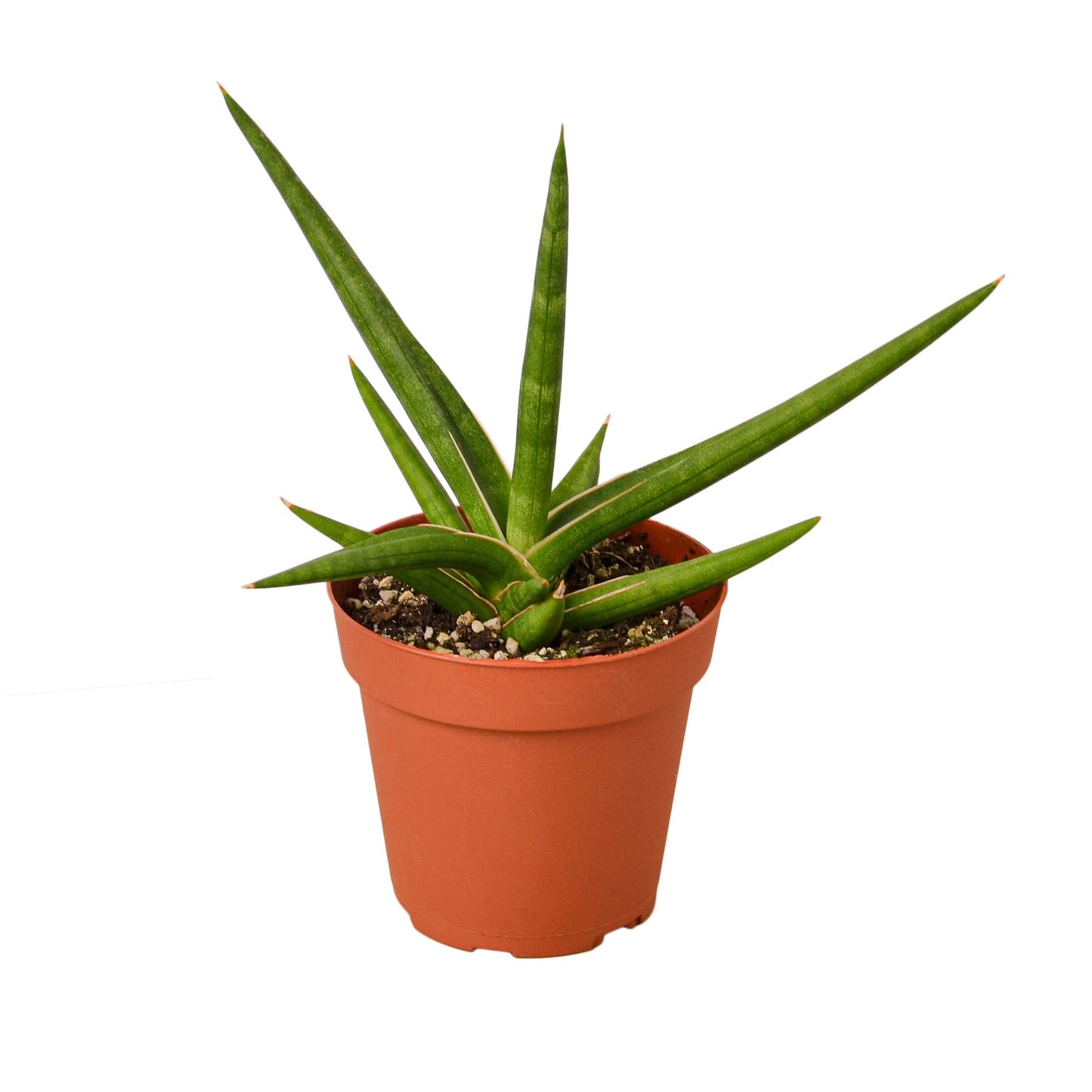 Snake 'Stuckii' 4" potted plant