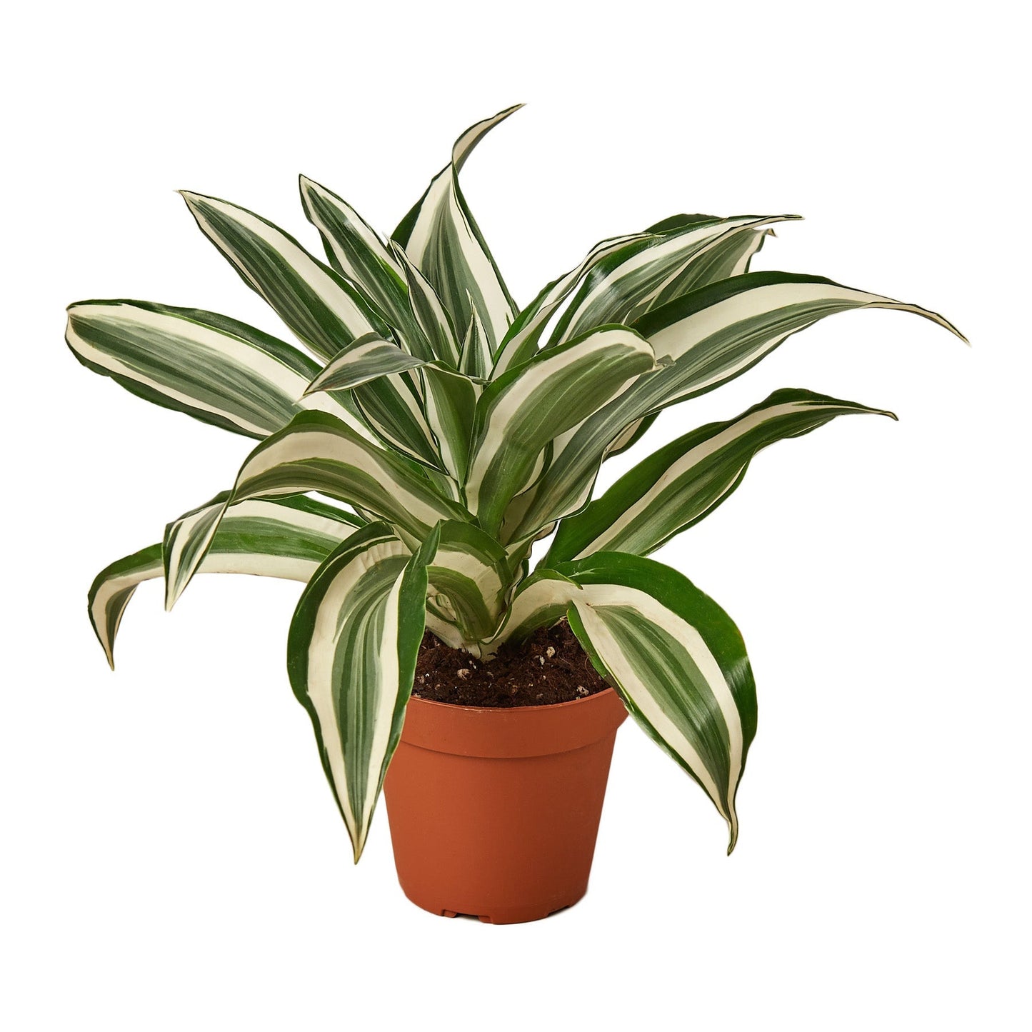 Dracaena 'Warneckii White Jewel' 4" potted plant