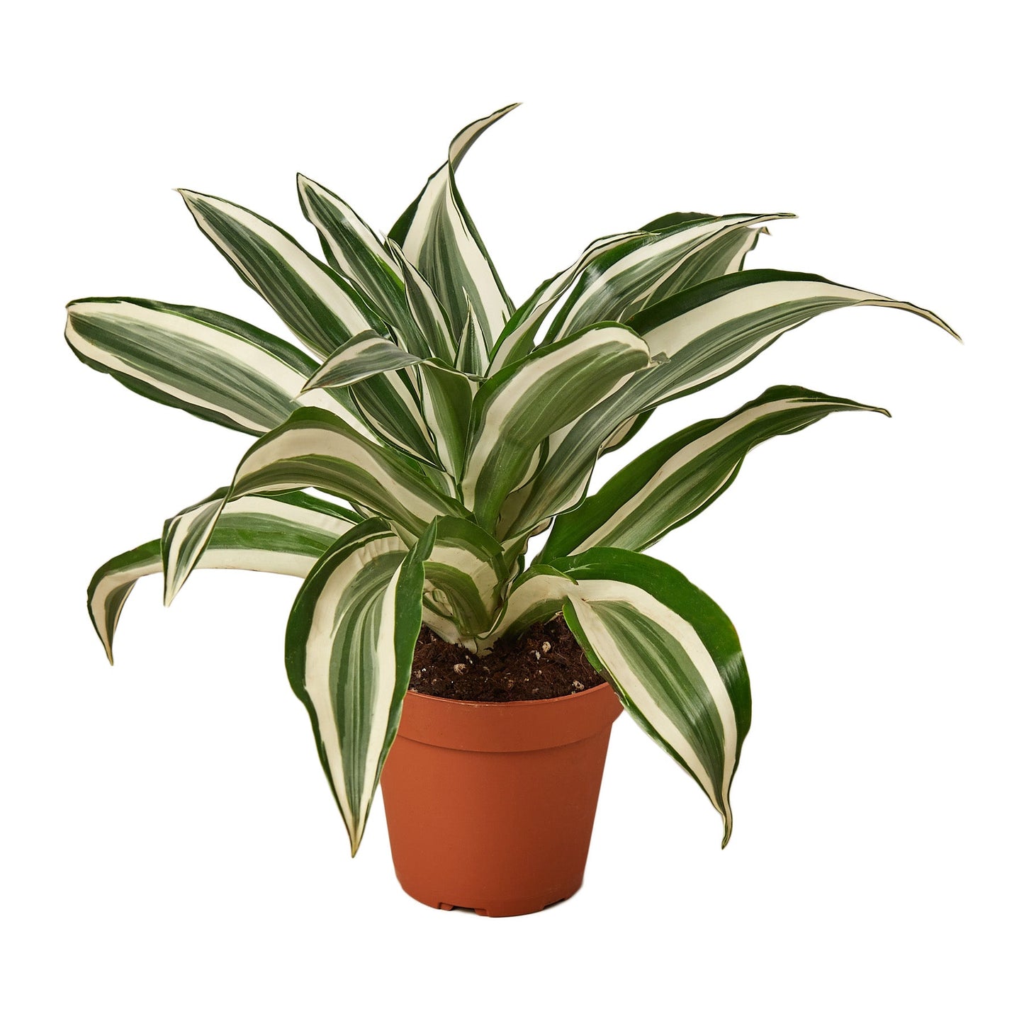 Dracaena 'Warneckii White Jewel' potted plant