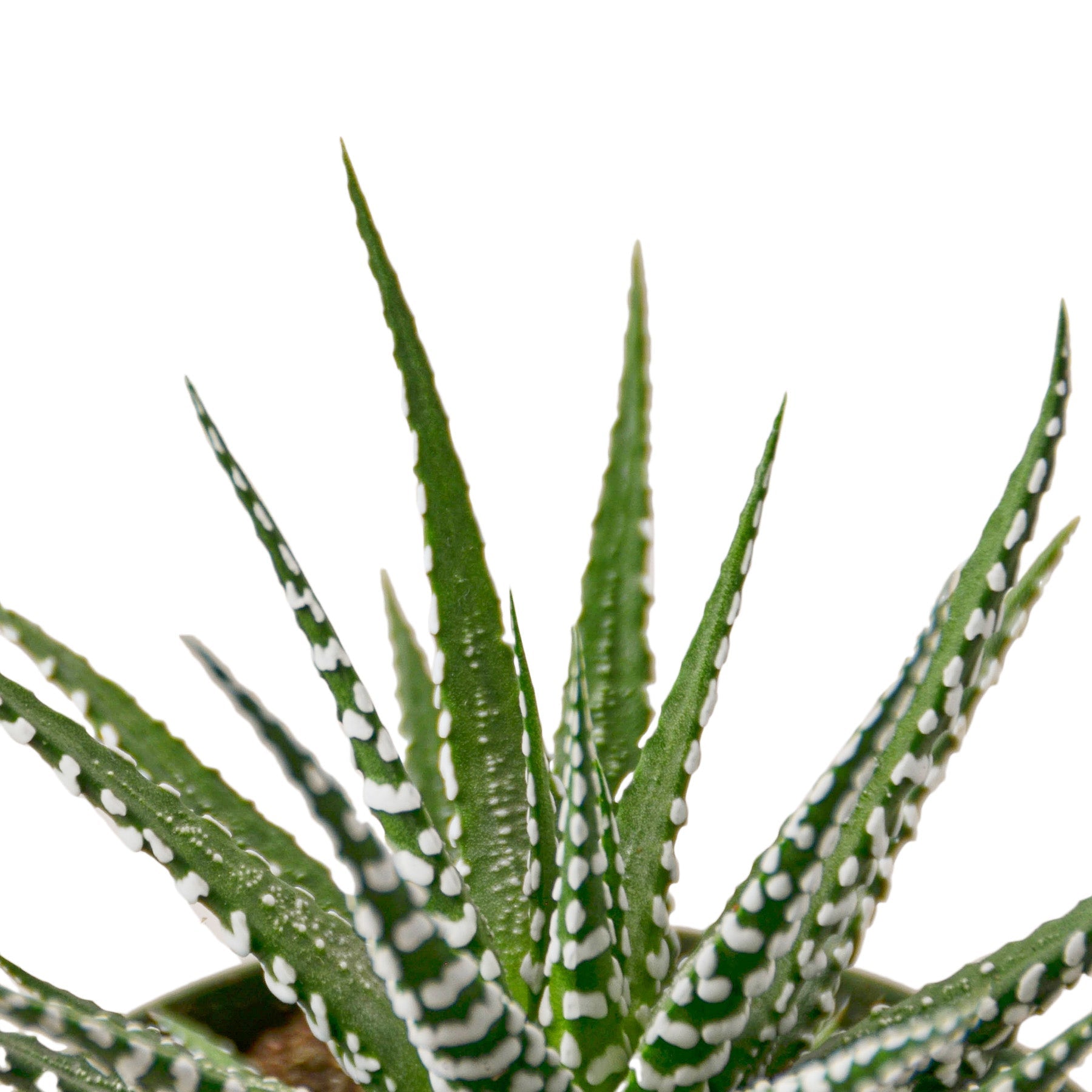 Zebra Succulent 6" potted plant