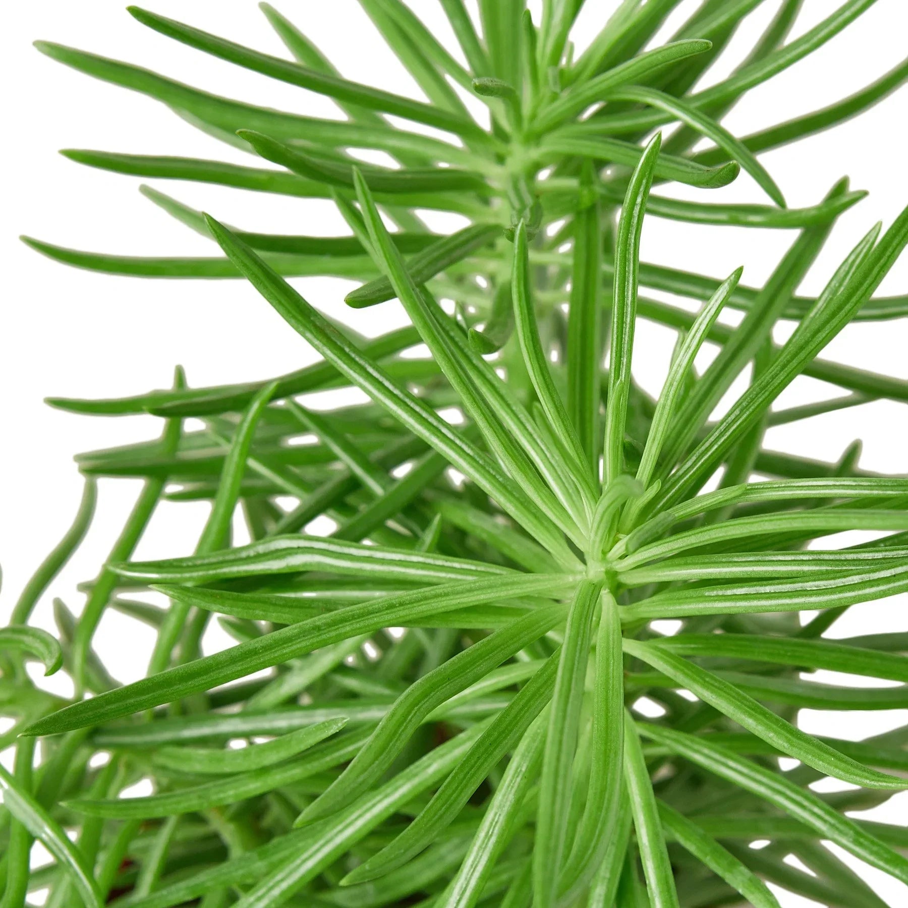 Succulent Senecio 'Himalayan' 4" potted plant