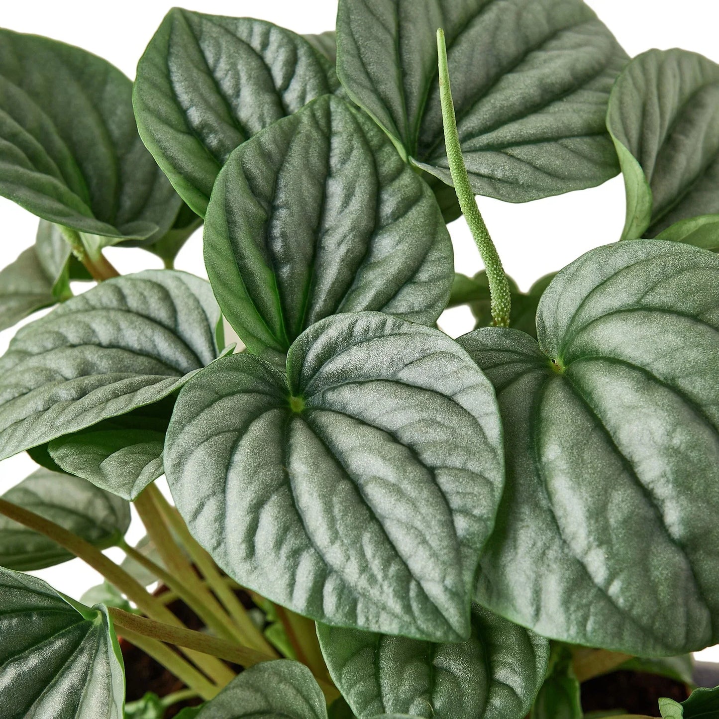 Peperomia 'Frost' potted plant