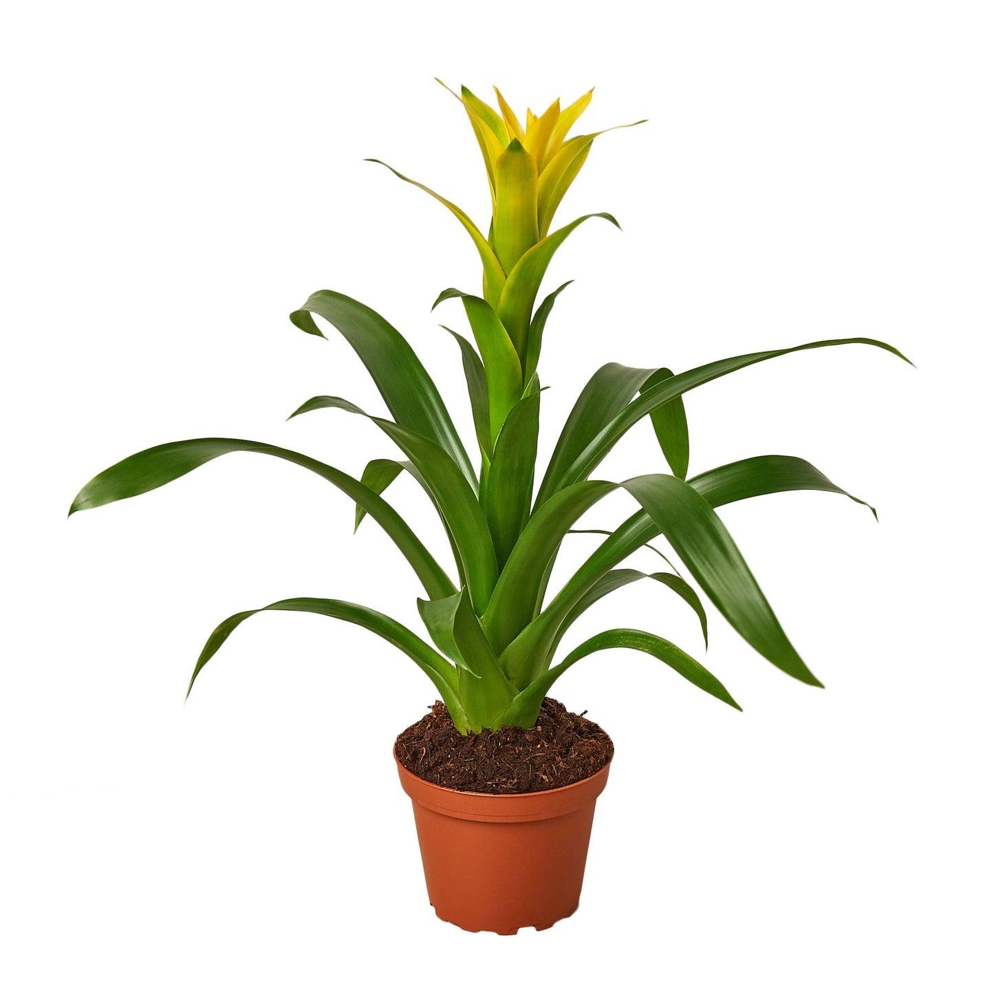 Guzmania Bromeliad 'Yellow' potted plant