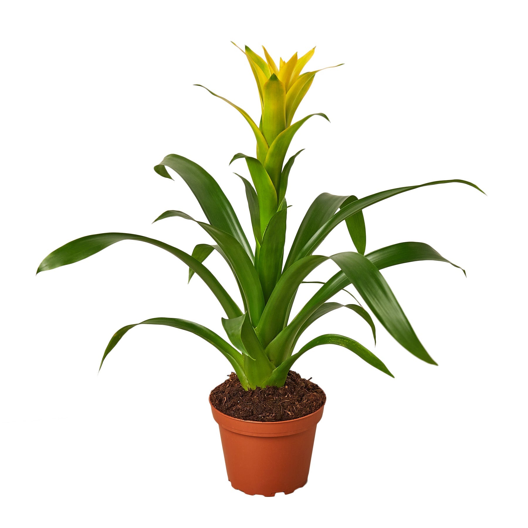 Guzmania Bromeliad 'Yellow' potted plant