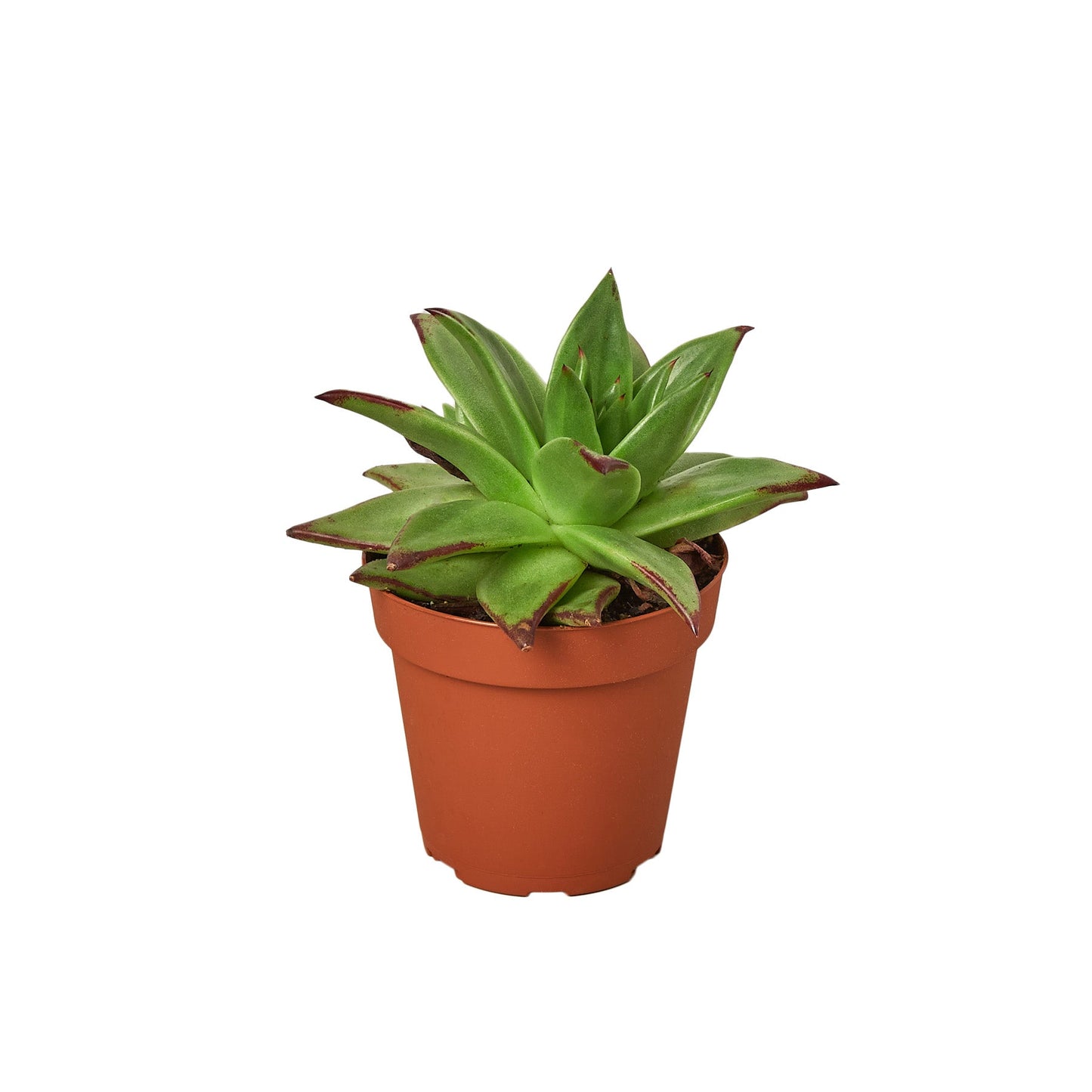 Lipstick Echeveria potted plant