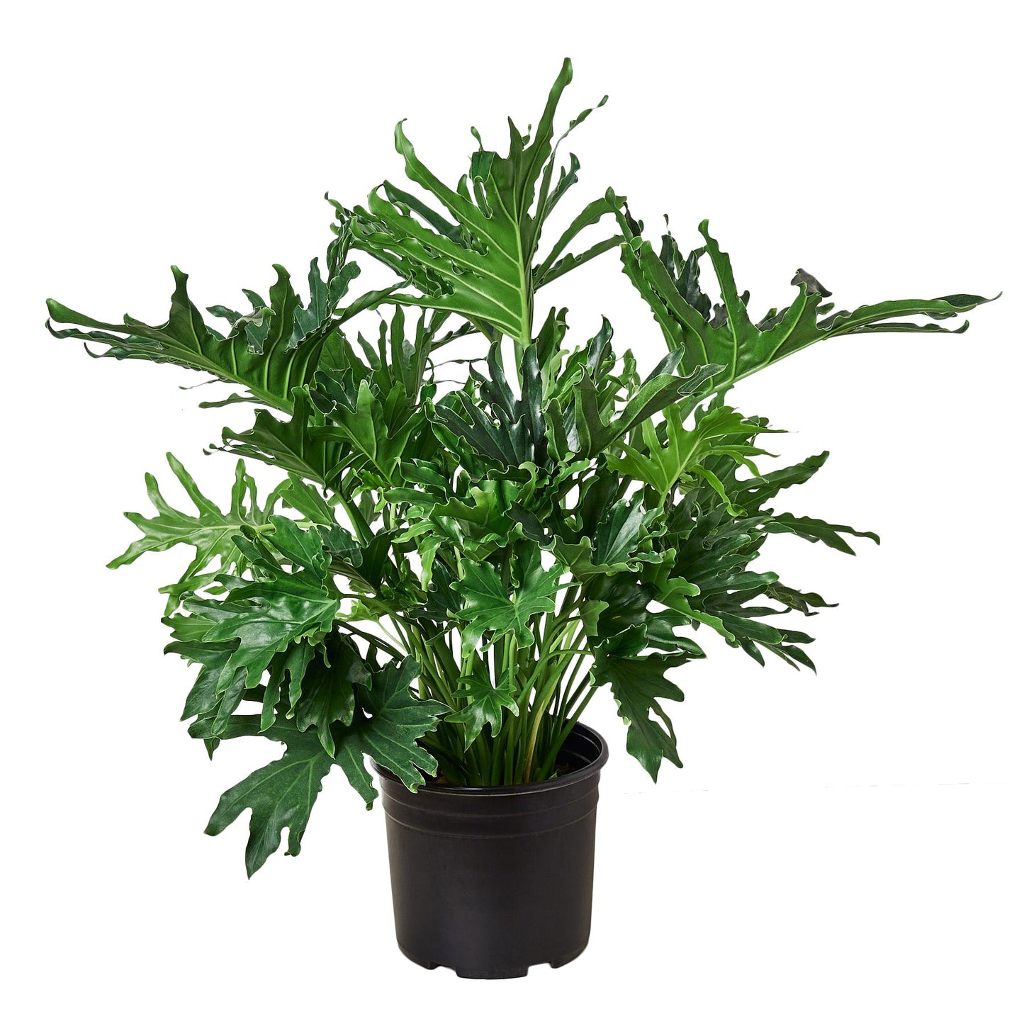 Philodendron ‘Lickety Split' potted plant