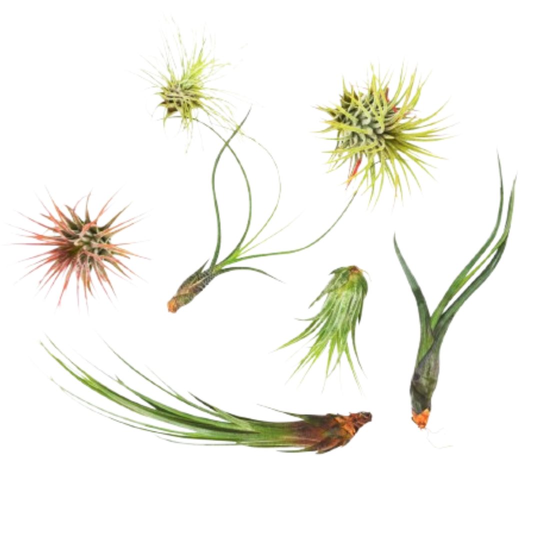 7 Air Plant Variety Pack potted plant