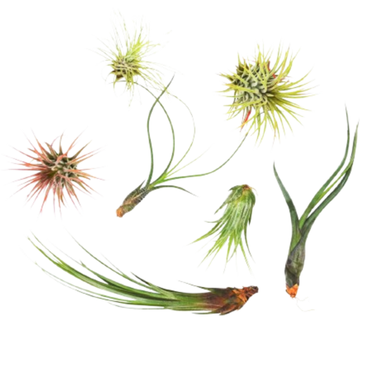 7 Air Plant Variety Pack potted plant