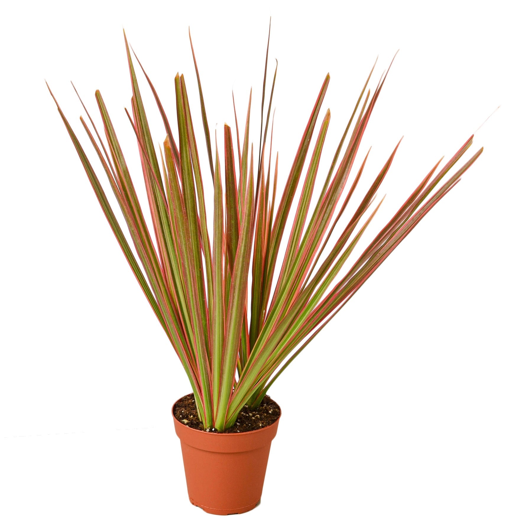 Dracaena 'Colorama' potted plant
