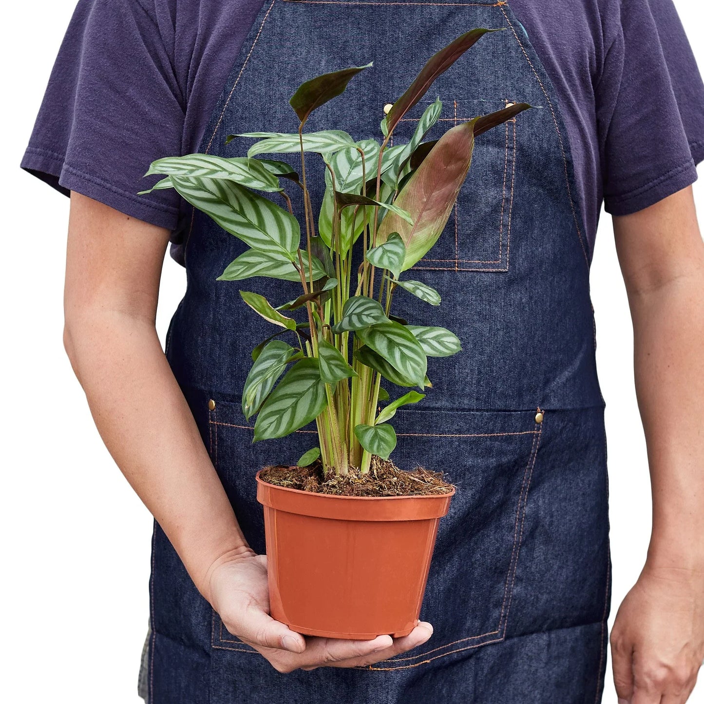 Calathea 'Grey Star' 6" potted plant