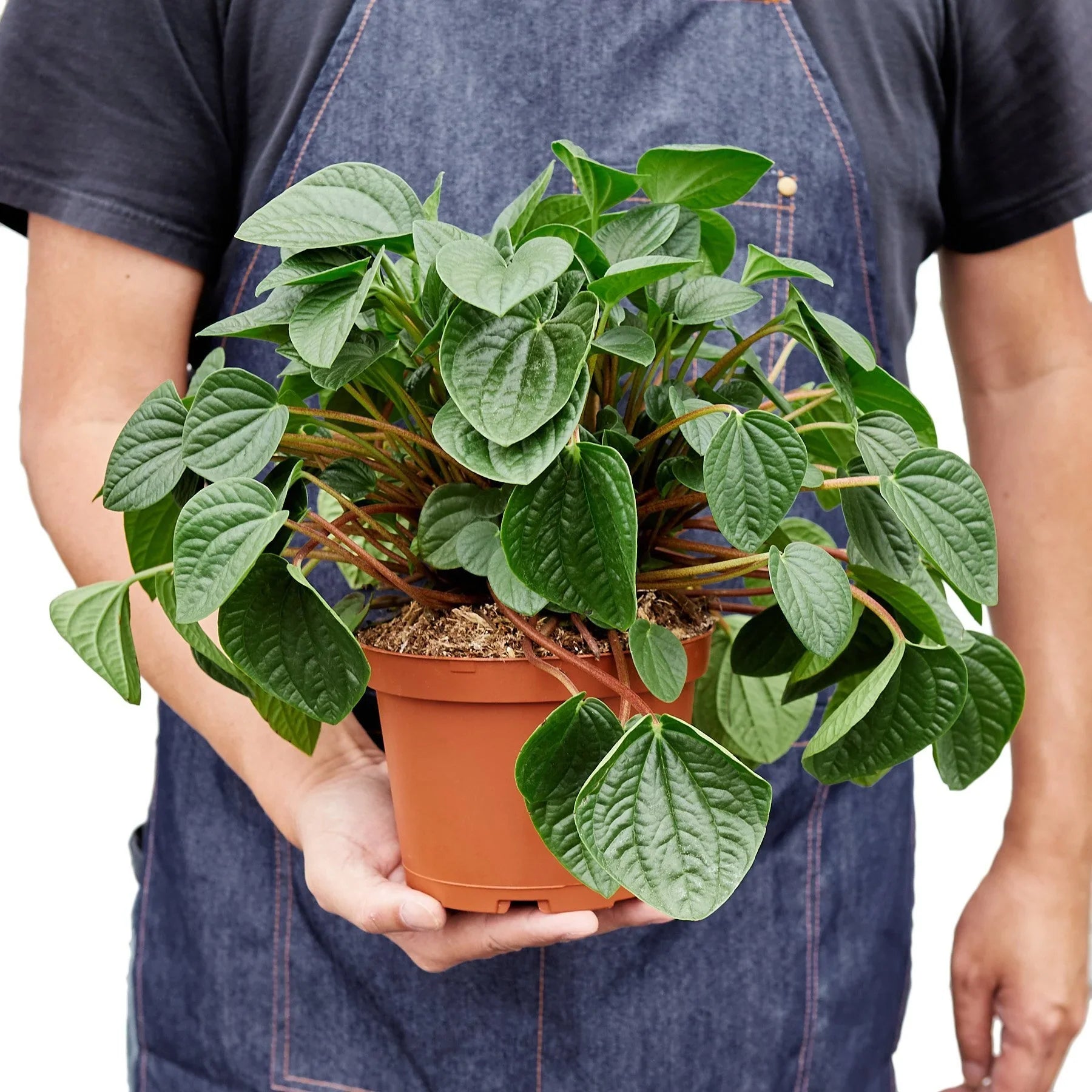 Peperomia 'Rana Verde' potted plant