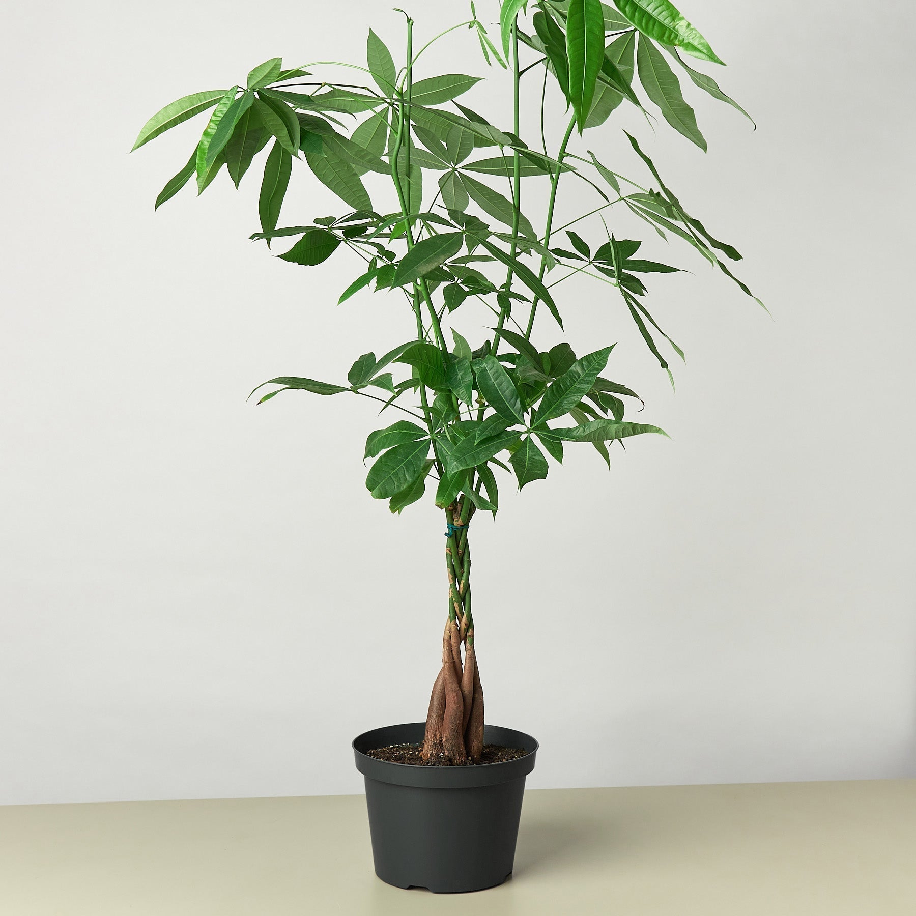 Money Tree 'Guiana Chestnut' Pachira Braid potted plant