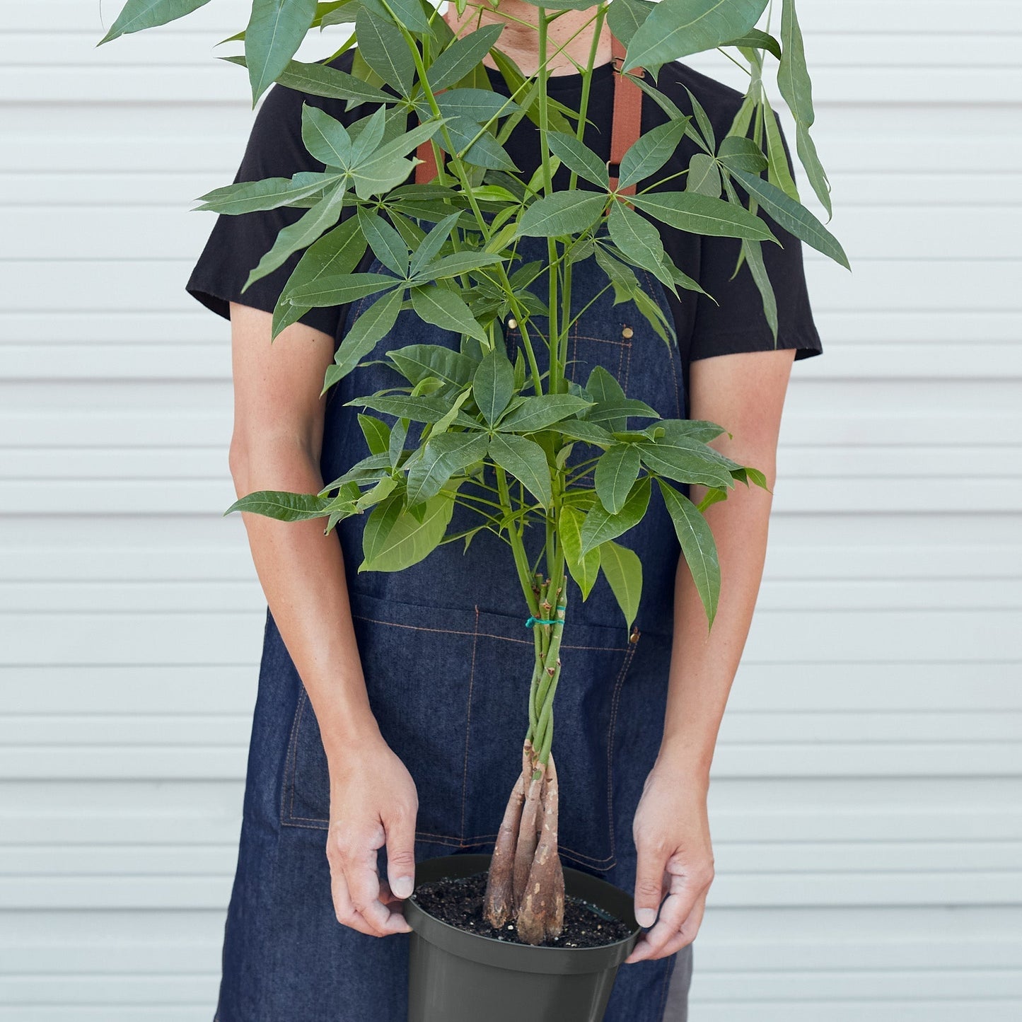 Money Tree 'Guiana Chestnut' Pachira Braid potted plant