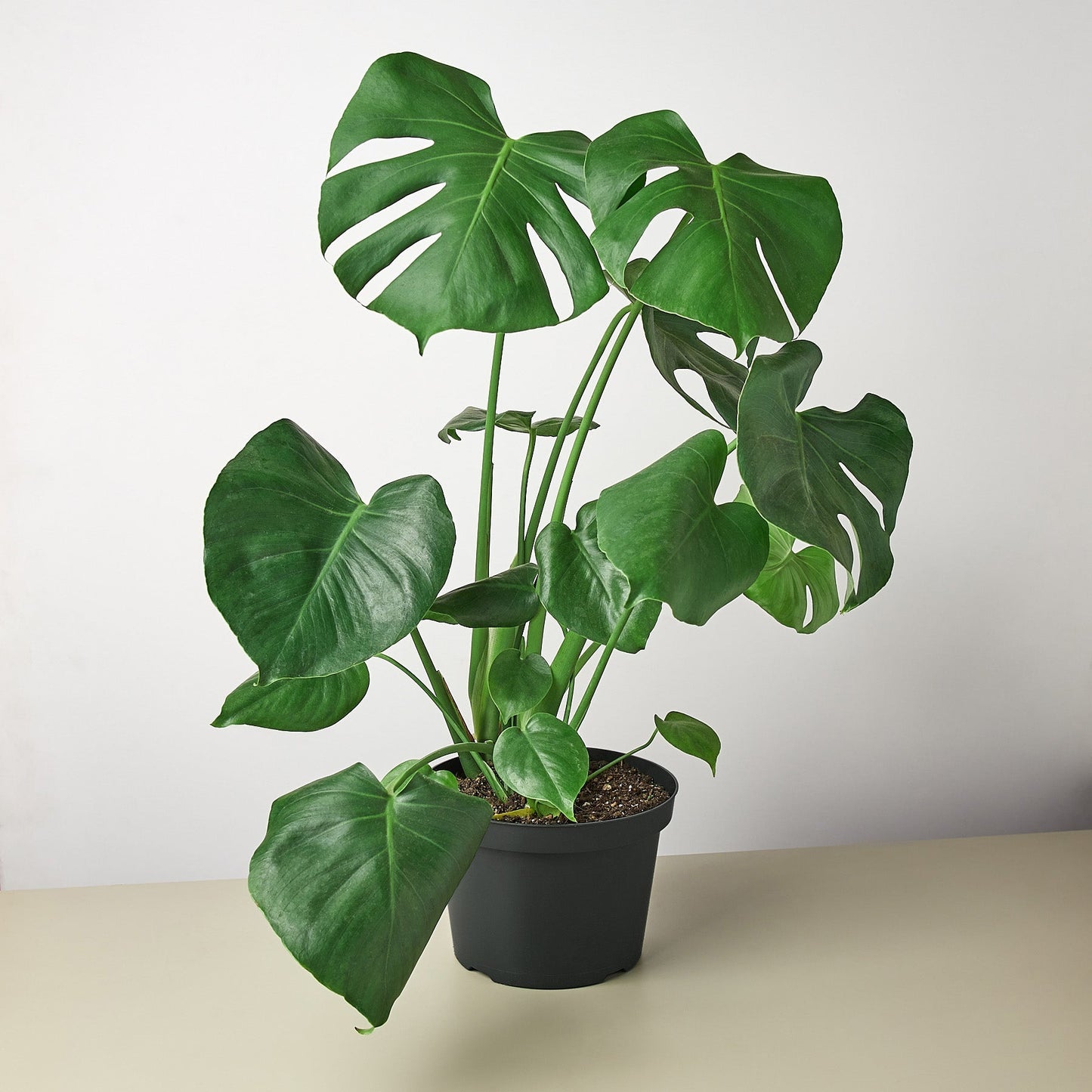 Monstera 'Split-Leaf' potted plant