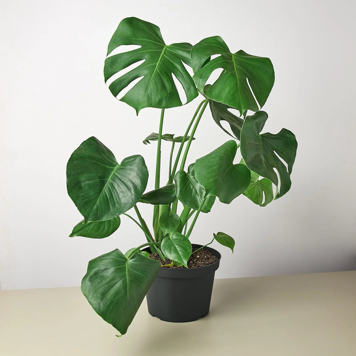 Philodendron Monstera Split-Leaf 4" potted plant